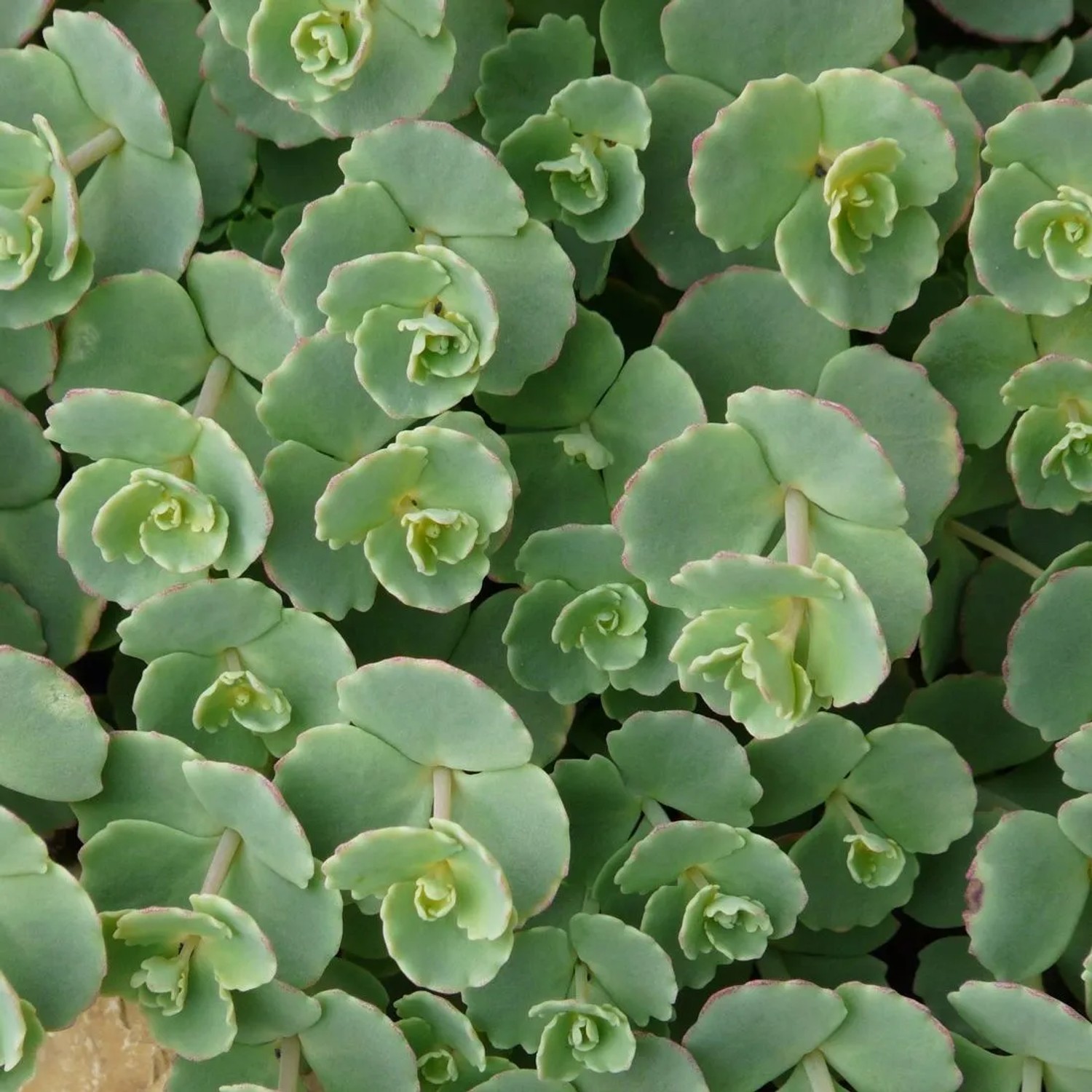 6 x Fettblatt Sedum sieboldii Topf 9cm Blaugrünes Laub
