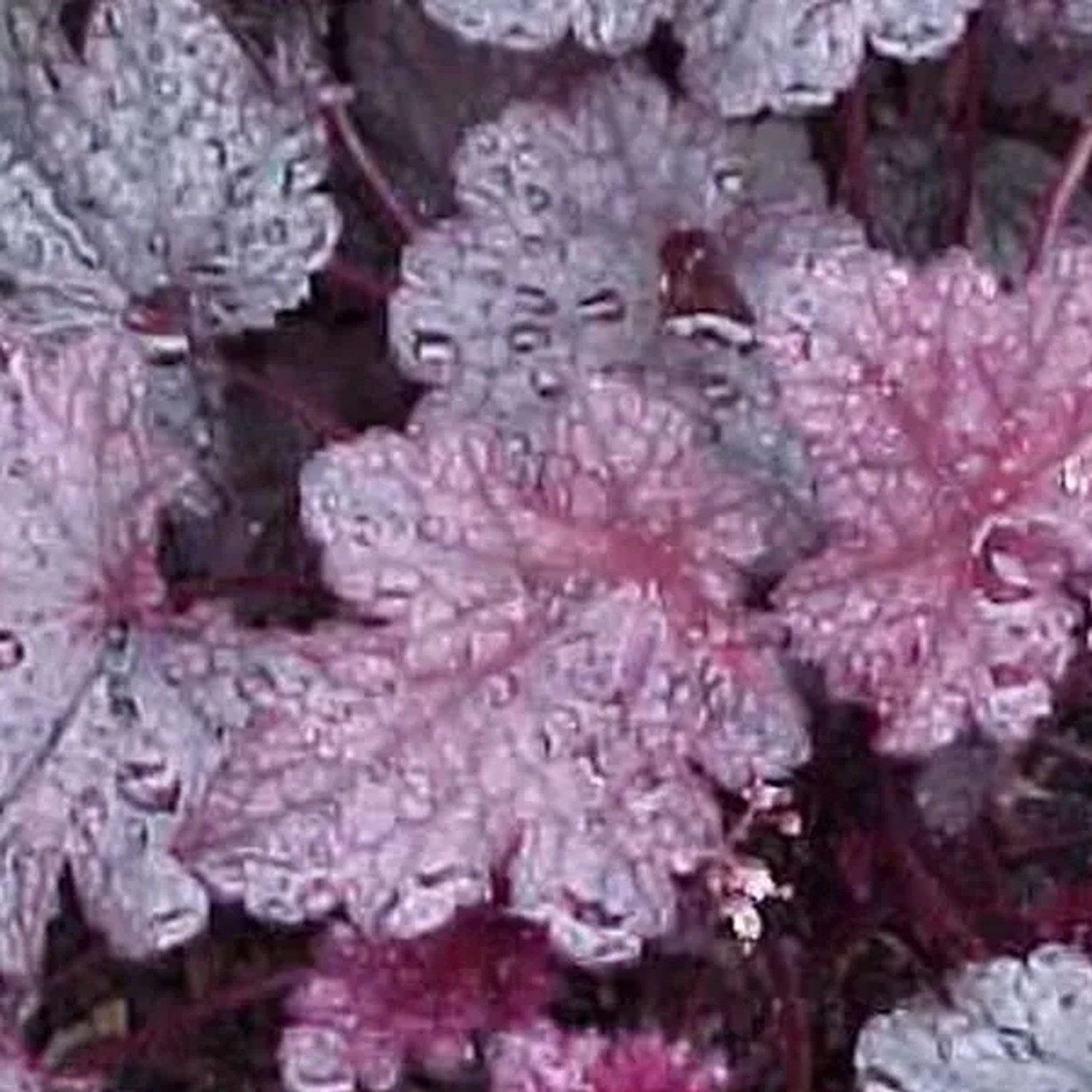6 x Purpurglöckchen 'Plum Pudding' Heuchera Topf 9cm Dekoratives Laub