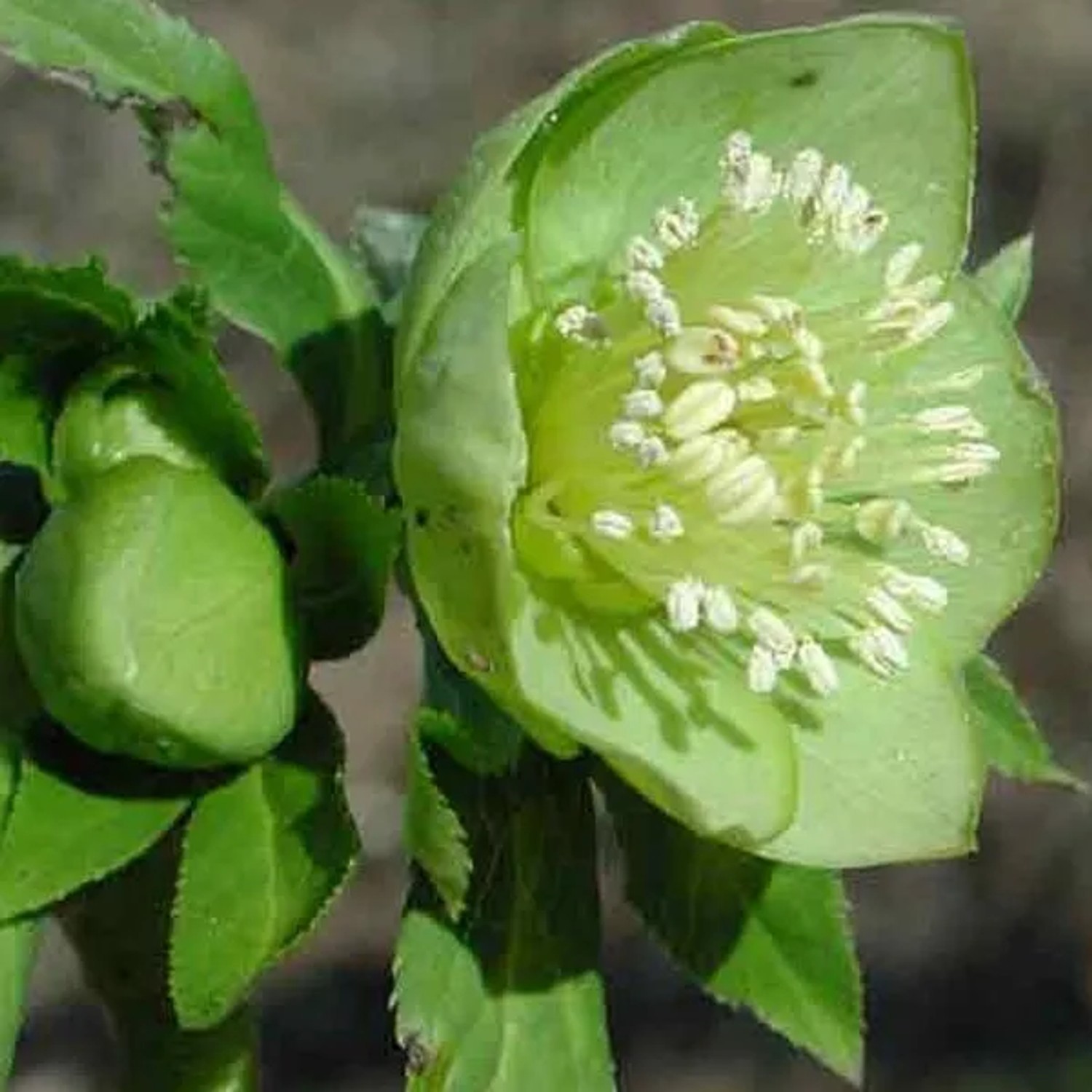6 x Grüne Nieswurz Helleborus viridis Topf 9cm Beetrandpflanze