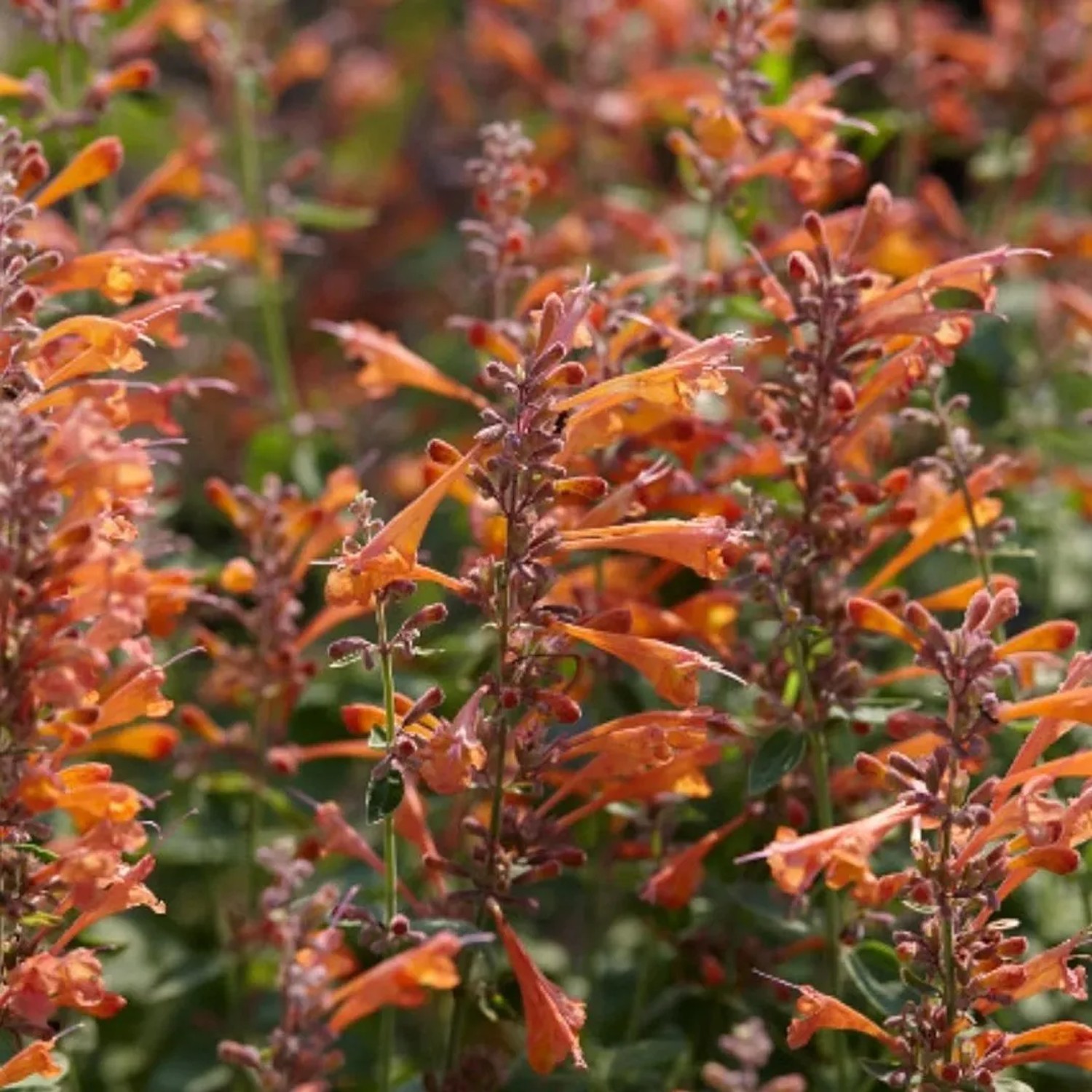 6x Duftnessel 'Tangerine Dream' Agastache Topf 9 cm Orange Blüten