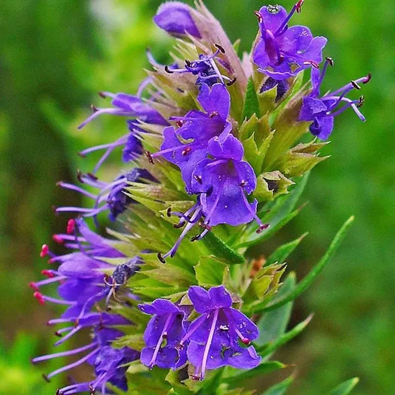 6 x Ysop Hyssopus officinalis Topf 9cm Aromatisch