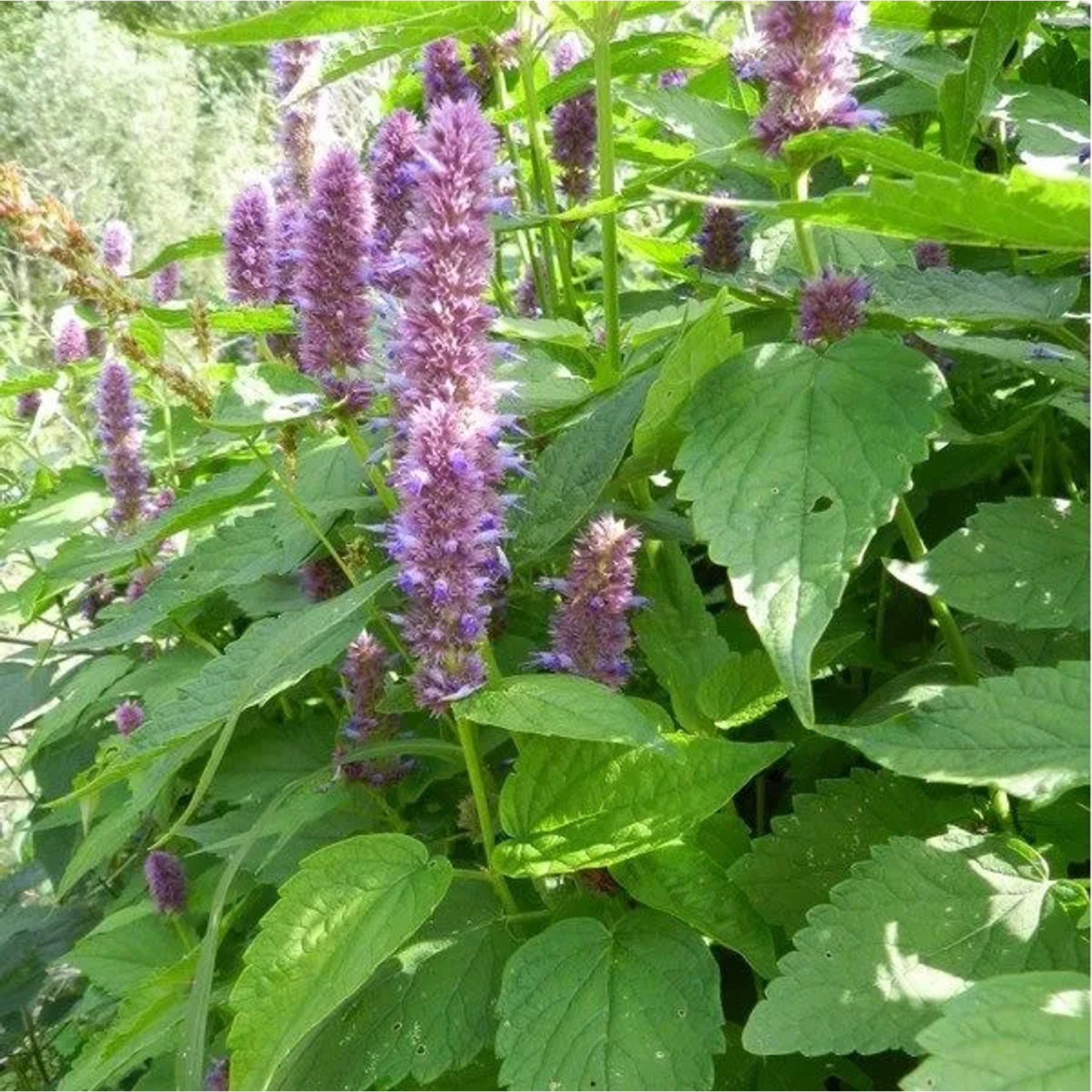6x Duftnessel Agastache rugosa Topf 9 cm Aromatisch