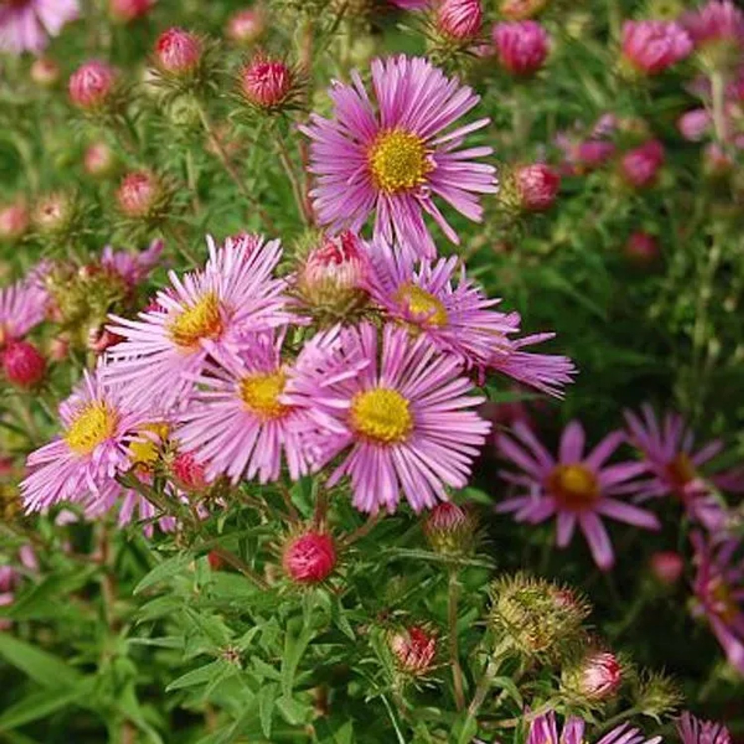 6 x Raublatt-Aster 'Harrington's Pink' Aster Novae-angliae Topf 9cm Herbstblüher
