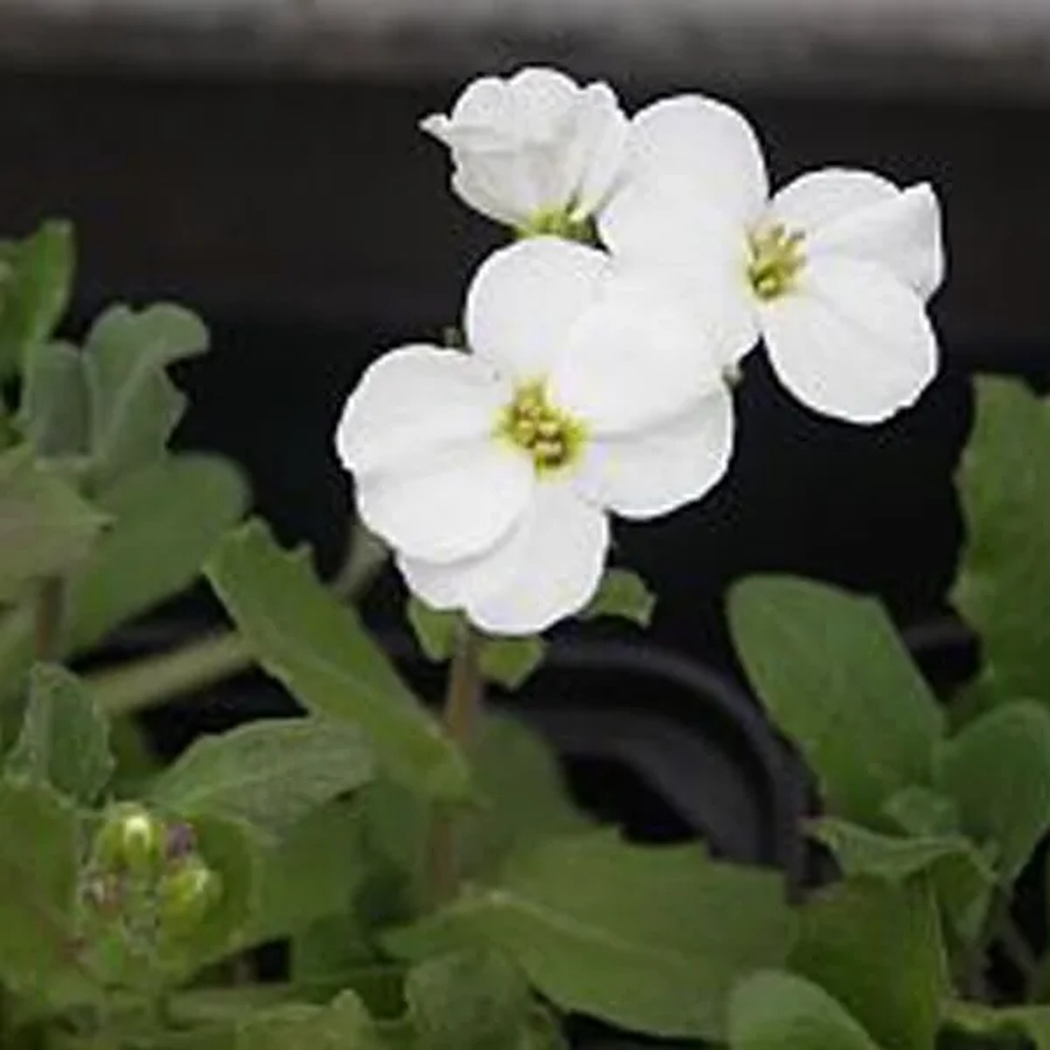 6 x Gänsekresse 'Snowcap' Arabis caucasica Topf 9cm Beetrandpflanze