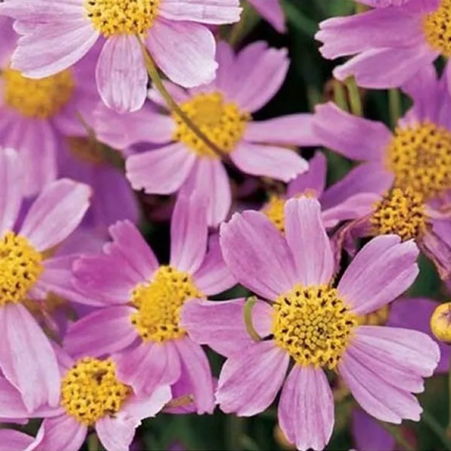 6 x Mädchenauge 'American Dream' Coreopsis rosea Topf 9cm Lange Blütezeit
