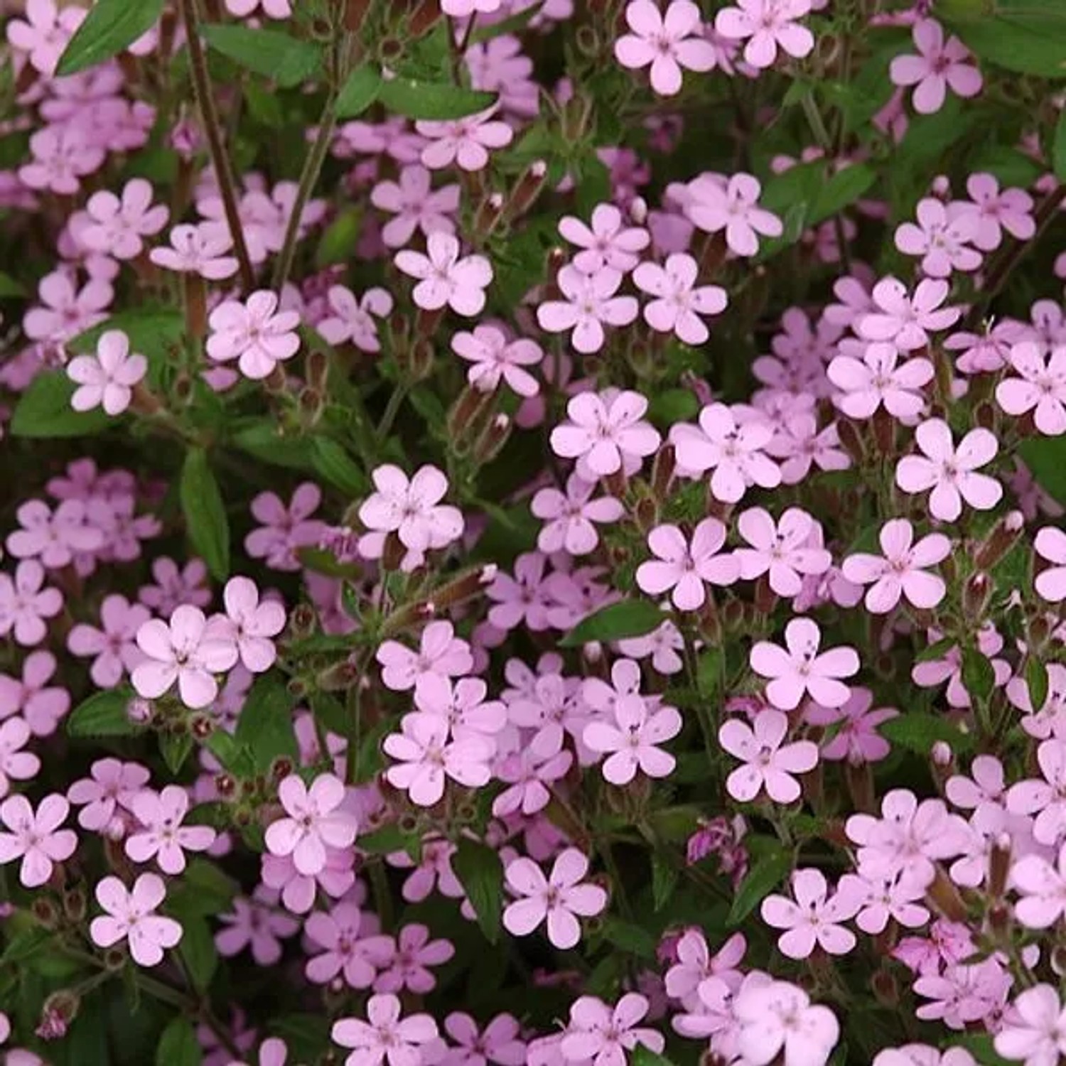 6 x Seifenkraut Saponaria ocymoides Topf 9cm Rosa Blüten