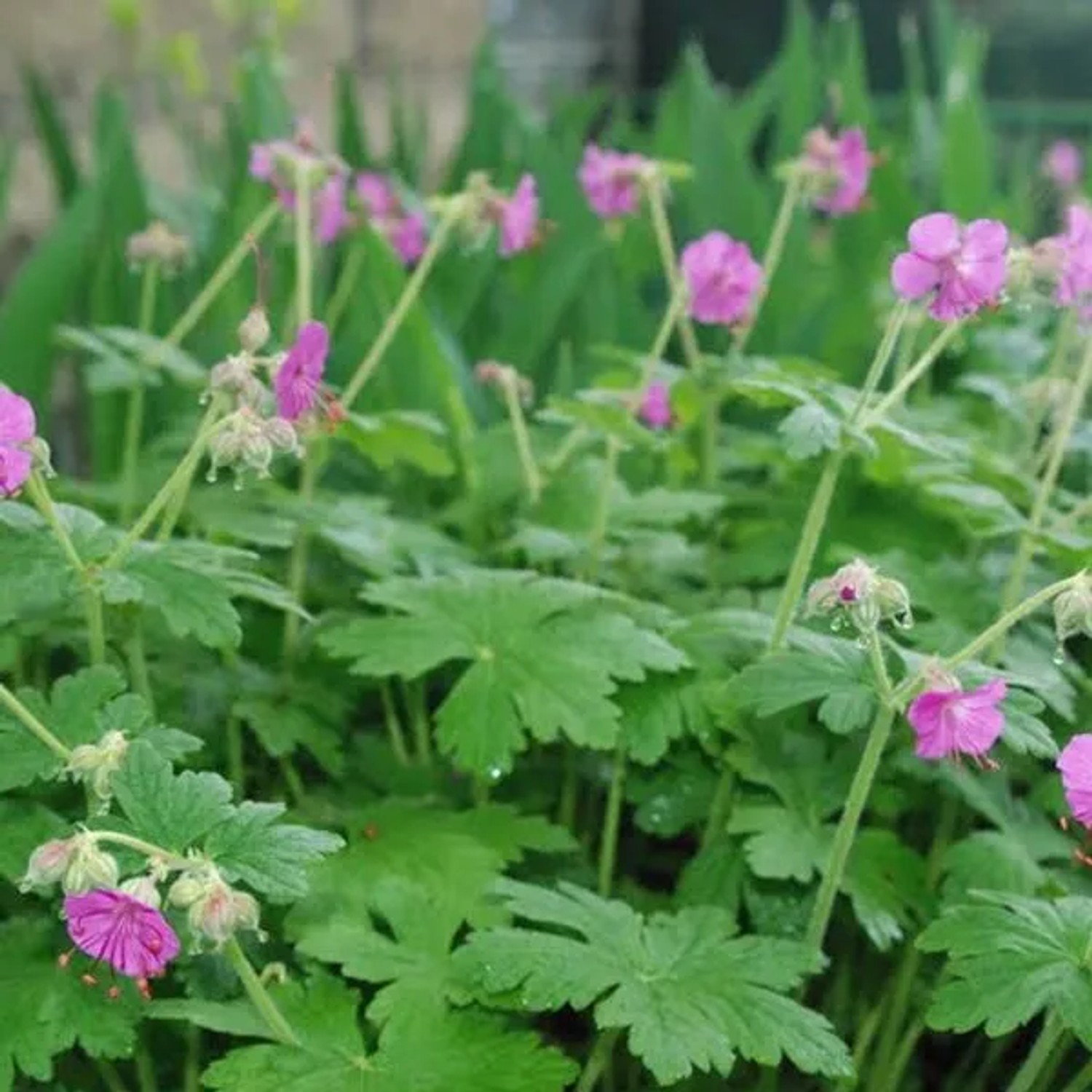 6 x Storchschnabel 'Bevan's Variety' Geranium macrorrhizum Topf 9cm Herbstfärbung