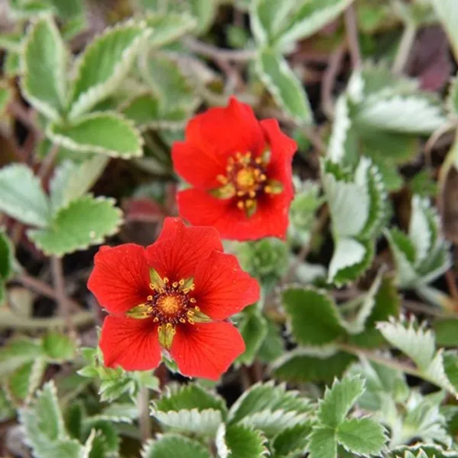 6 x Fingerkraut Potentilla atrosanguinea Topf 9cm Beetrandpflanze
