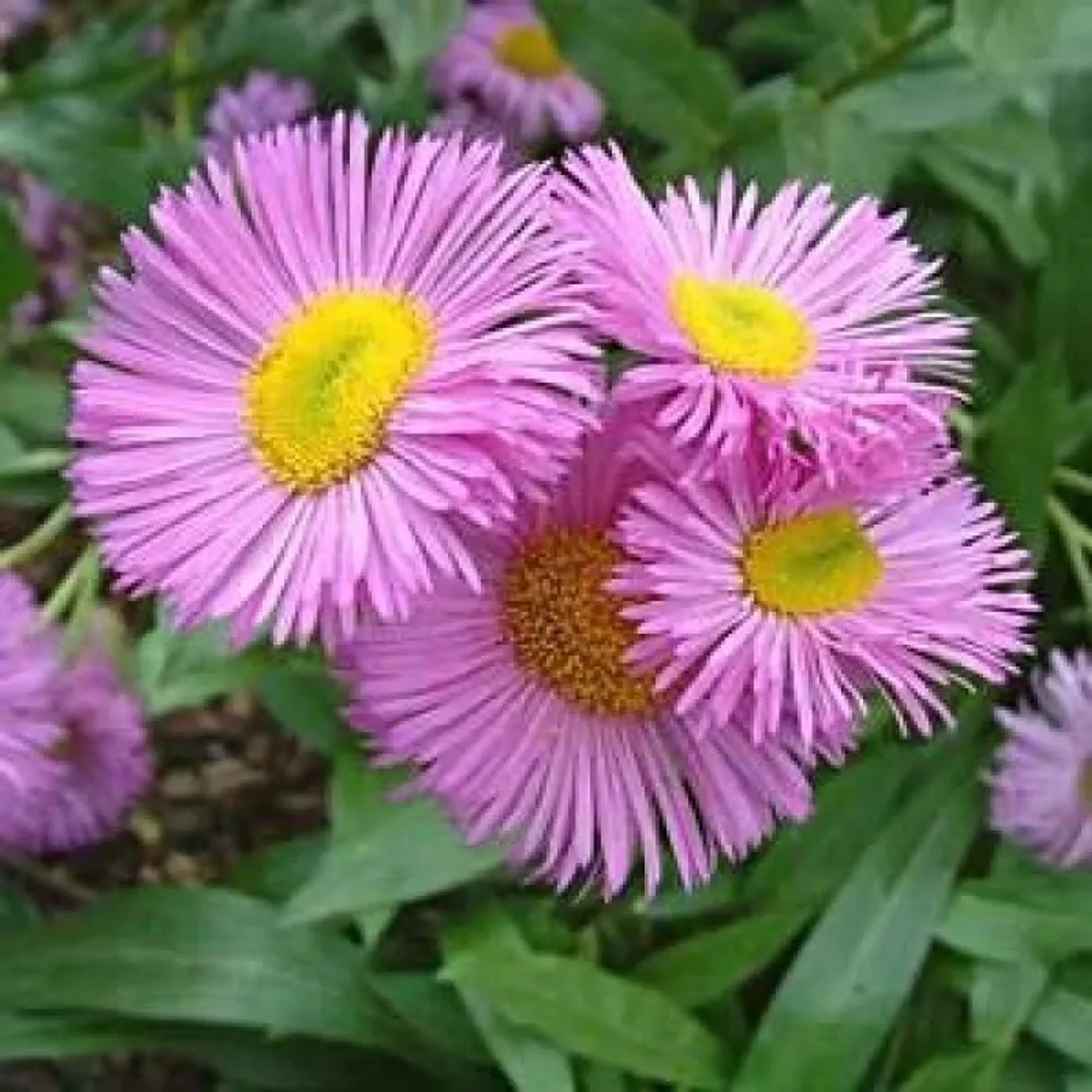 6 x Feinstrahl 'Rosa Jewel' Erigeron Topf 9cm Rosa Blüten