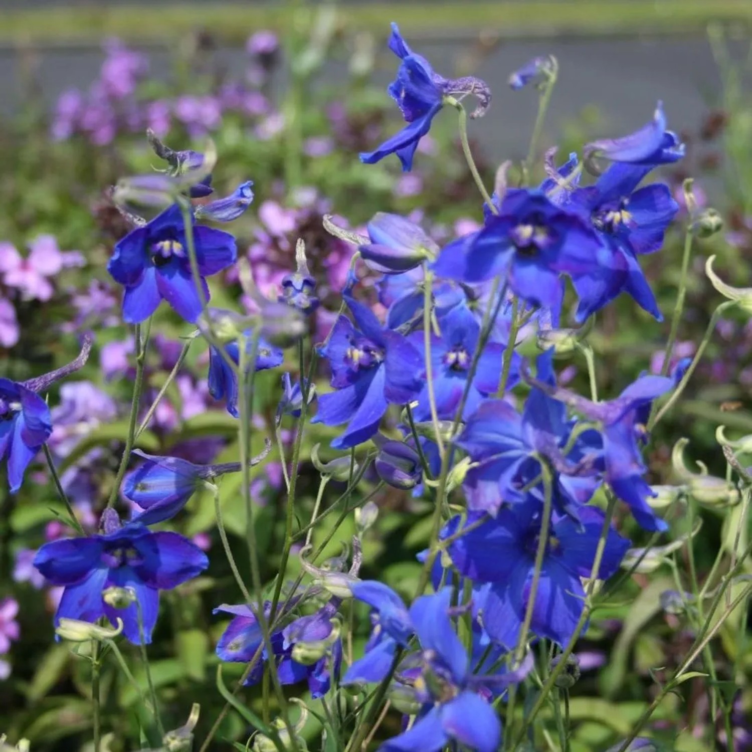 6 x Rittersporn 'Völkerfrieden' Delphinium Topf 9cm Königsblaue Blüten