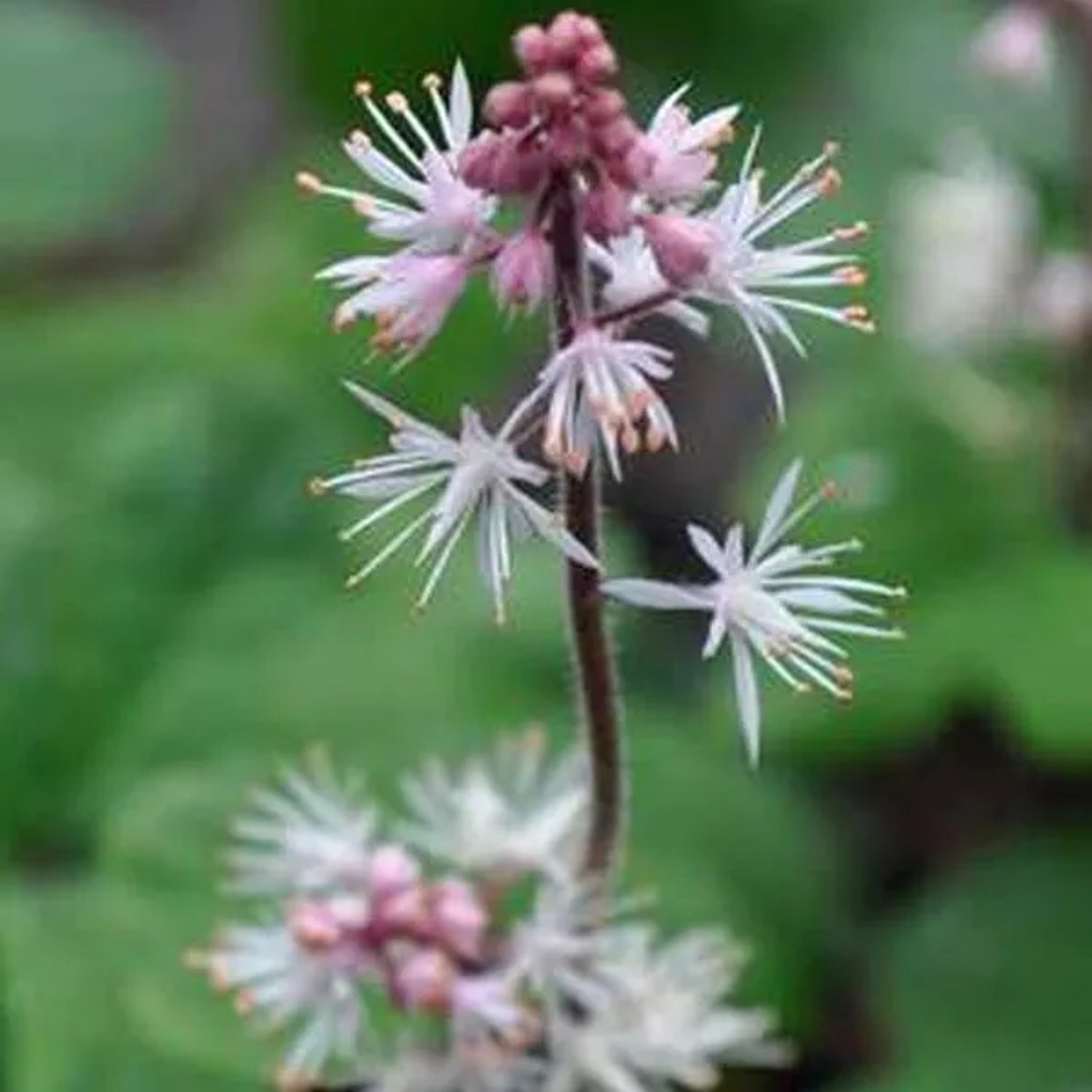 6 x Schaumblüte 'Oakleaf' Tiarella cordifolia Topf 9cm Immergrün