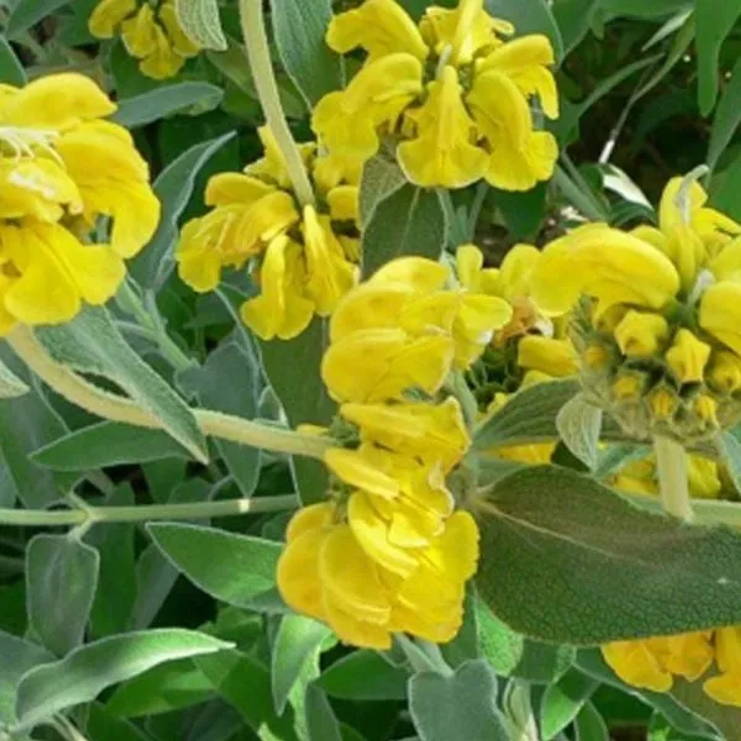 6 x Strauch-Brandkraut Phlomis fruticosa Topf 9cm Immergrün