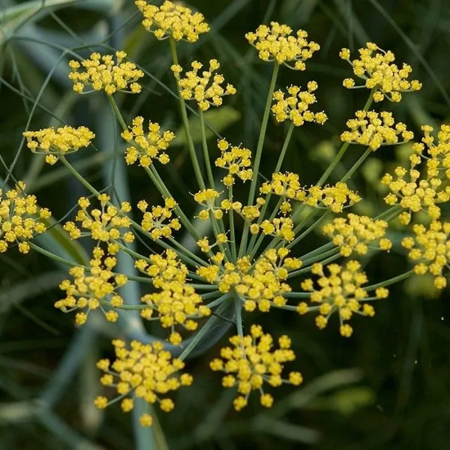 6 x Fenchel Foeniculum Vulgare Topf 9cm Aromatisch