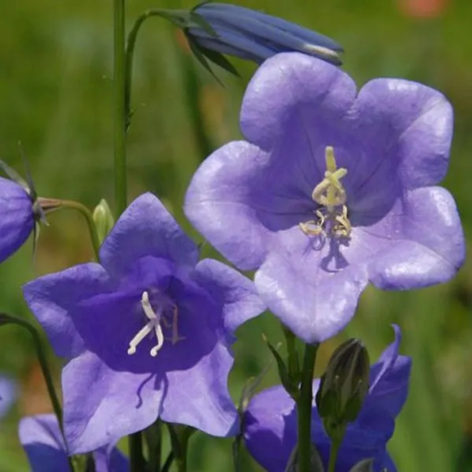 6 x Glockenblume 'Grandiflora Coerulea' Campanula persicifolia Topf 9cm Blaue Blüten