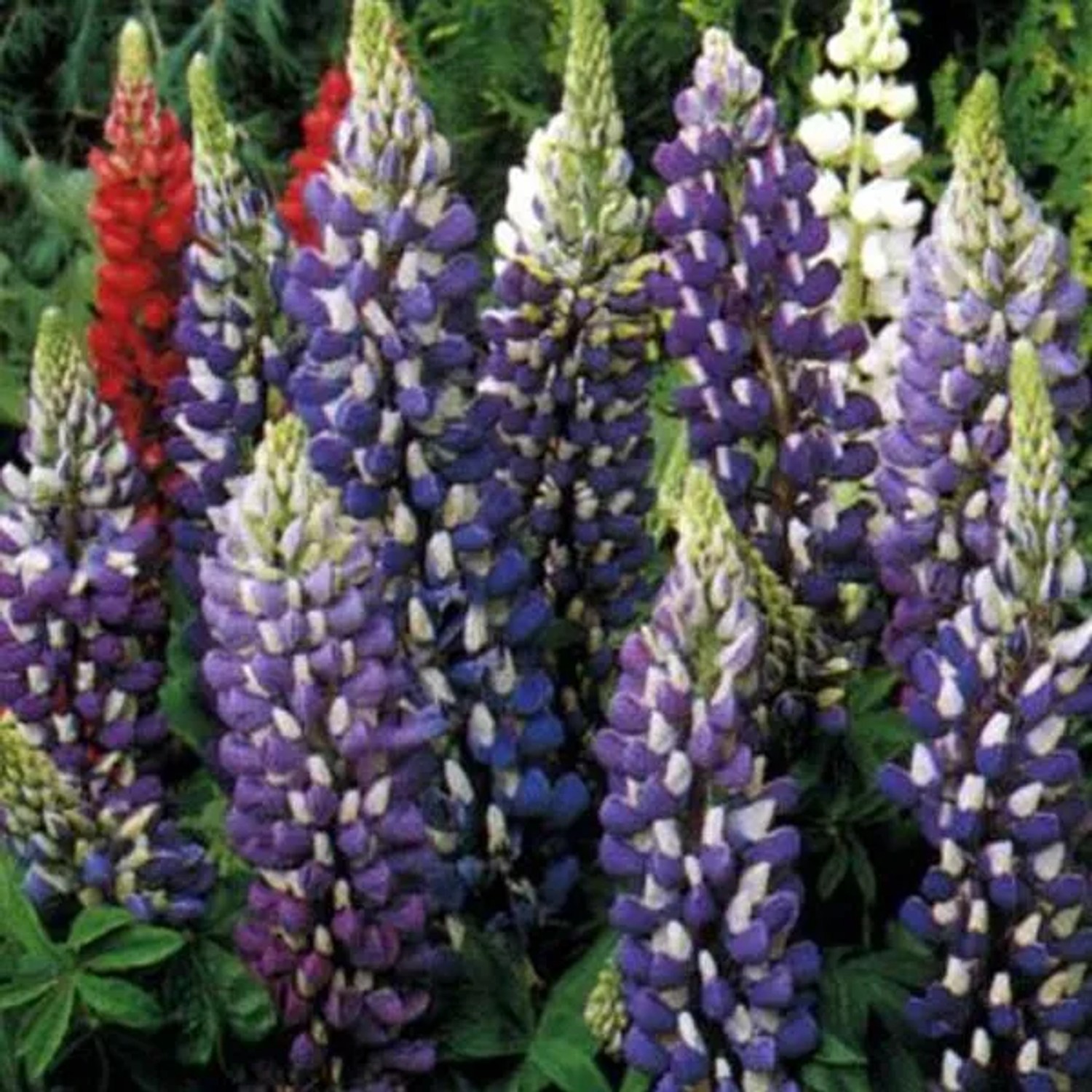 6 x Lupine 'The Governor' Lupinus Topf 9cm Blau-Weiße Blüten