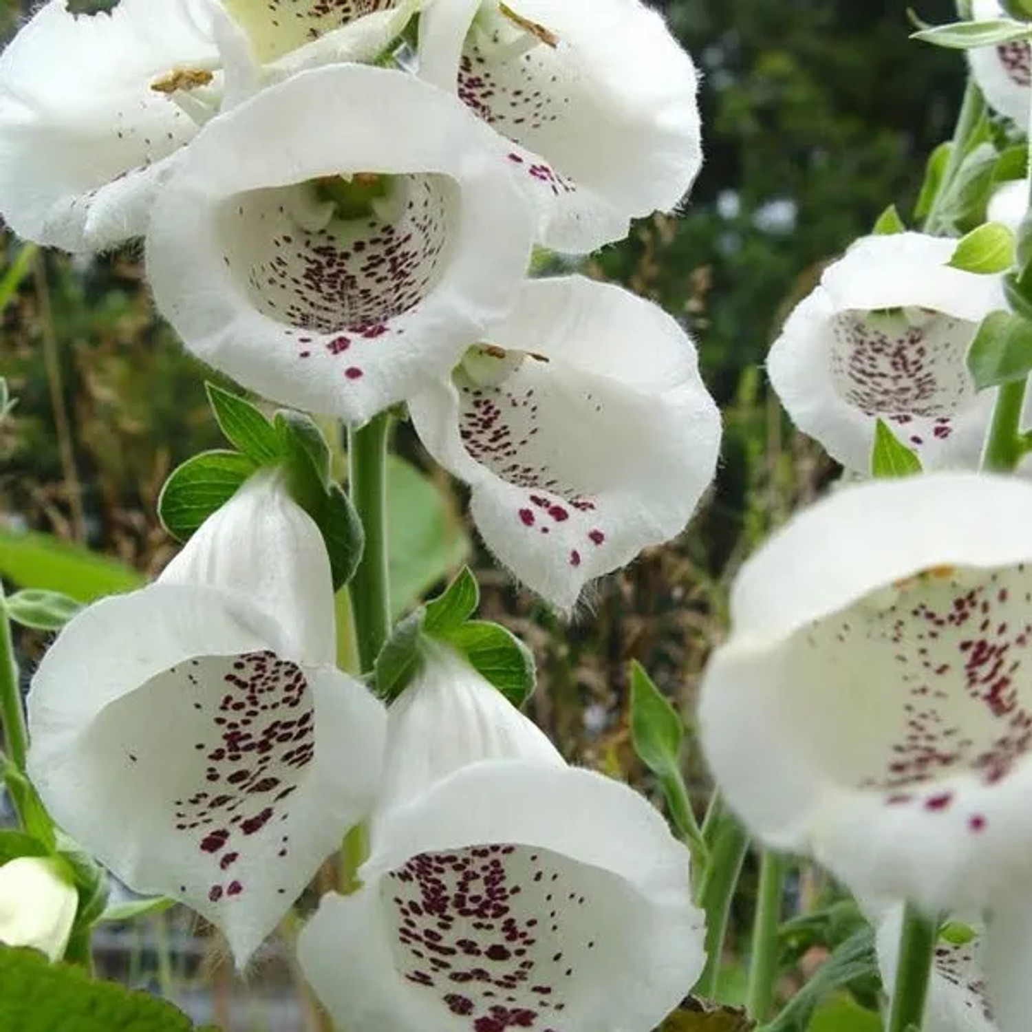 6 x Fingerhut 'Alba' Digitalis purpurea Topf 9cm Weiße Blüten