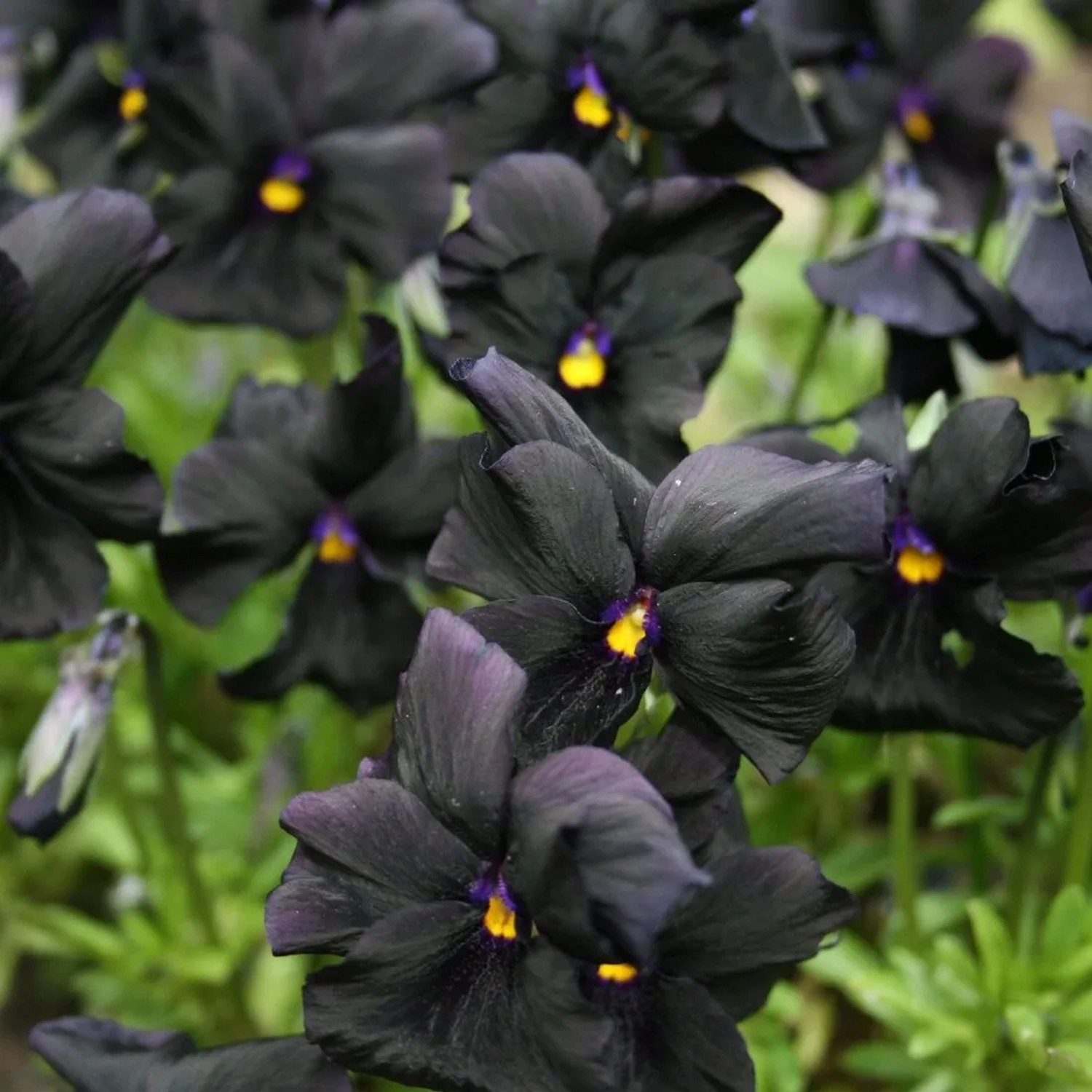 6 x Stiefmütterchen 'Molly Sanderson' Viola Topf 9cm Dunkle Blüten