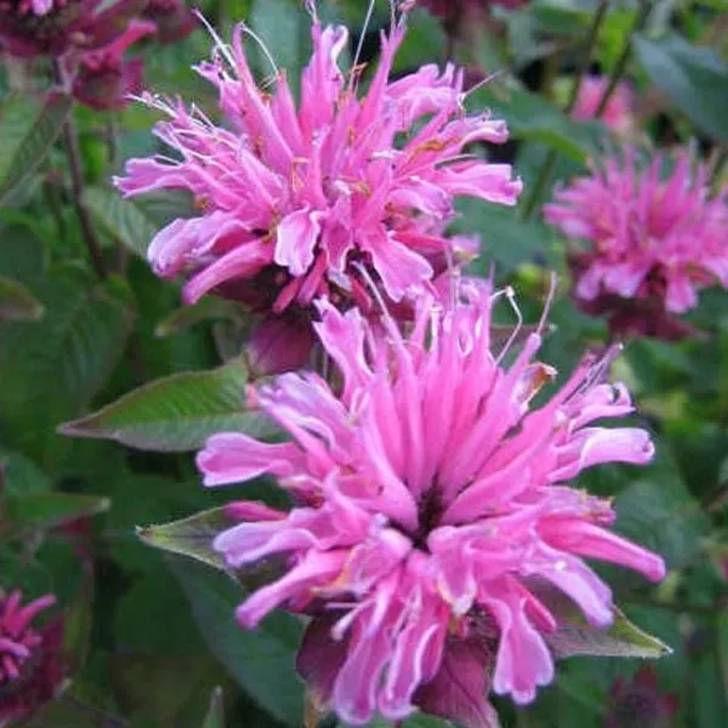6 x Indianernessel 'Twins' Monarda Topf 9cm Beetrandpflanze
