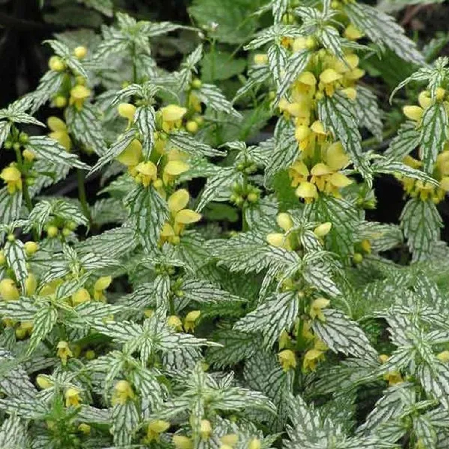 6 x Goldnessel 'Hermann's Pride' Lamiastrum Galeobdolon Topf 9cm Silbergrünes Laub