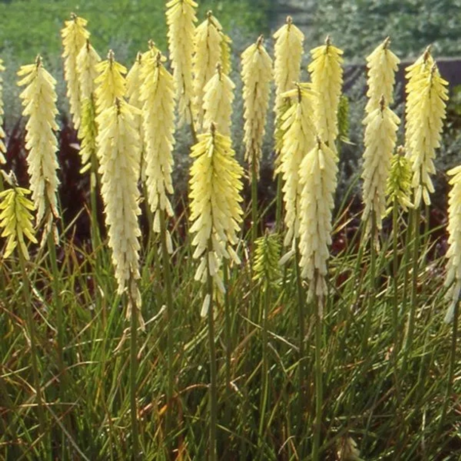 6 x Fackellilie 'Little Maid' Kniphofia Topf 9cm Schnittblume