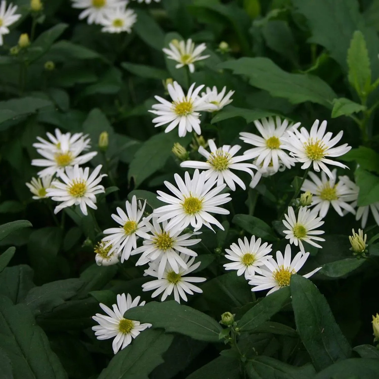 6 x Aster 'Ashvi' Aster ageratoides Topf 9cm Schmetterlingspflanze