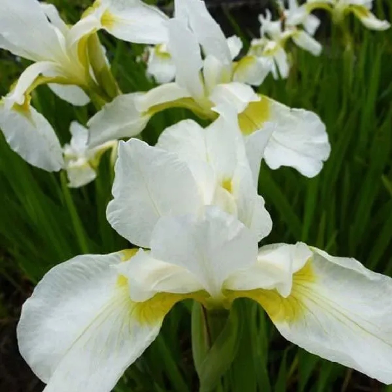 6 x Schwertlilie 'White Knight' Iris germanica Topf 9cm Weiße Blüten