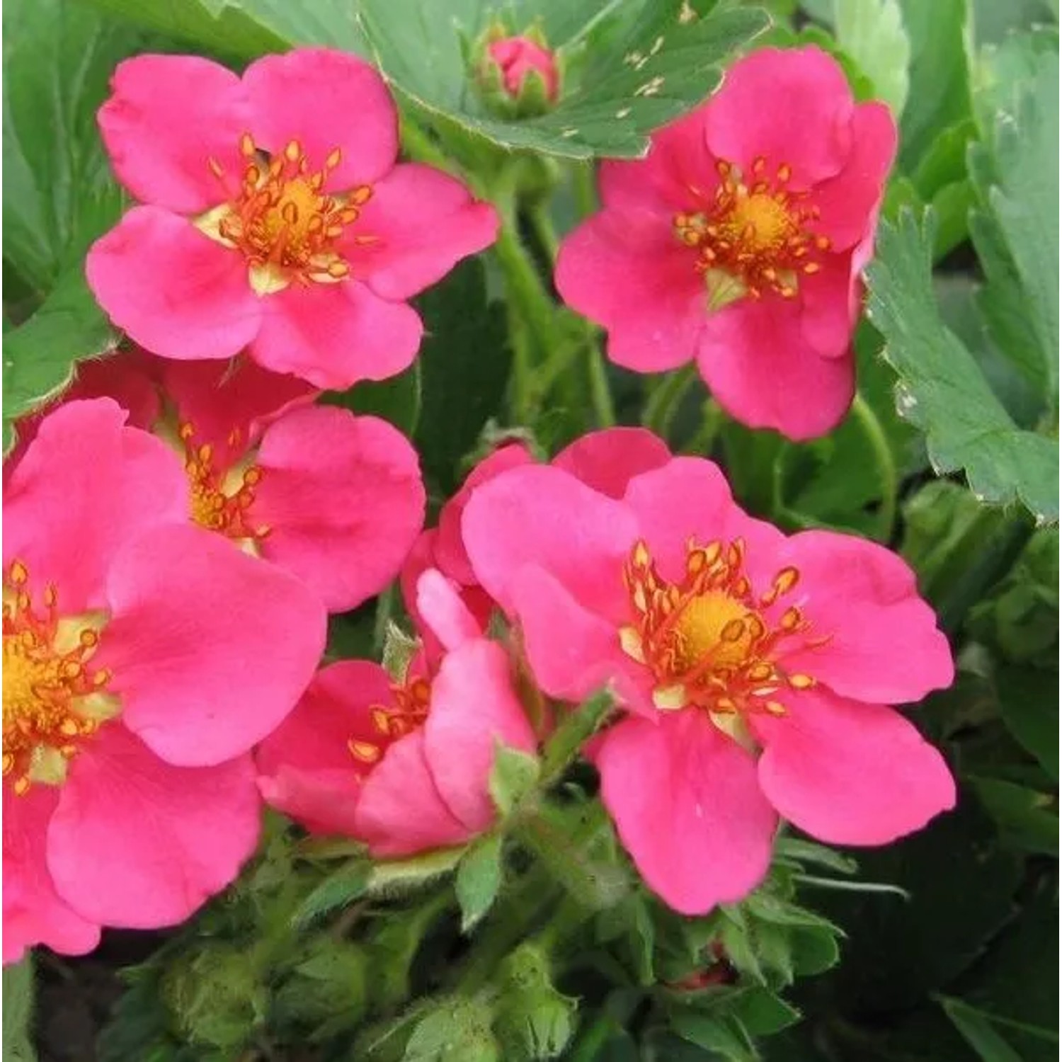6 x Ziererdbeere 'Pink Panda' Fragaria Topf 9cm Immergrün