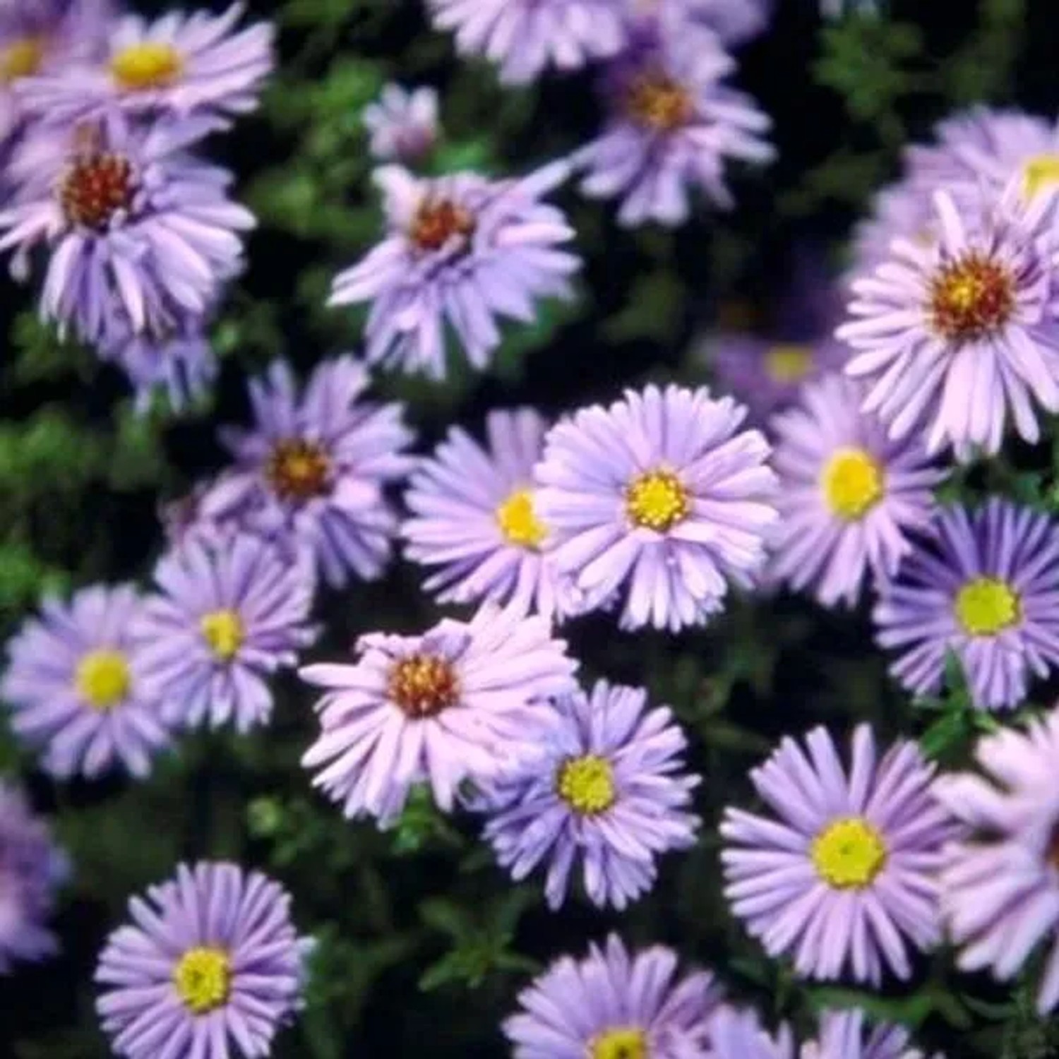 6 x Glattblatt-Aster 'Marie Ballard' Aster Novi-belgii Topf 9cm Herbstblüher