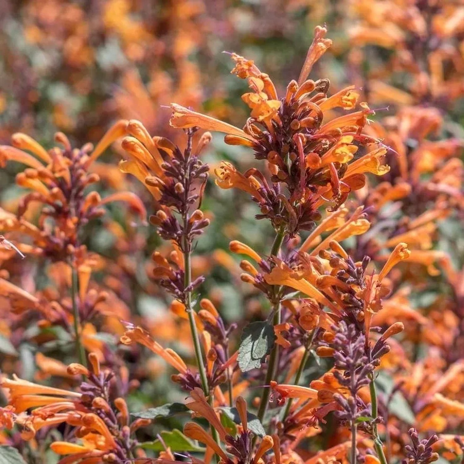 6x Duftnessel 'Fleur' Agastache Topf 9 cm Farbenreiche Blüten
