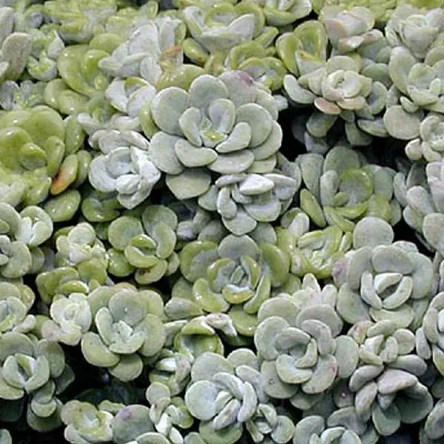 6 x Fettblatt 'Cape Blanco' Sedum spathulifolium Topf 9cm Immergrün