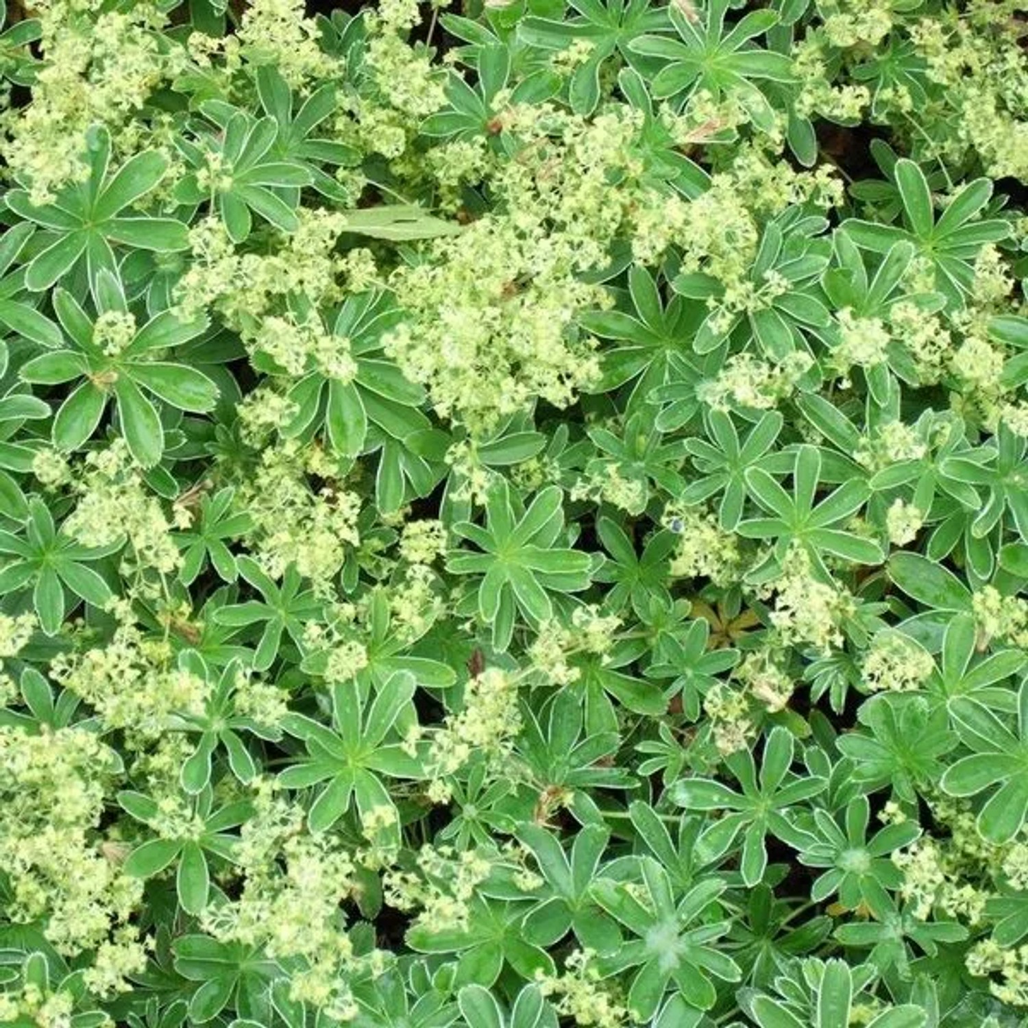 6 x Alpen-Frauenmantel Alchemilla alpina Topf 9cm Gelbgrüne Blüten