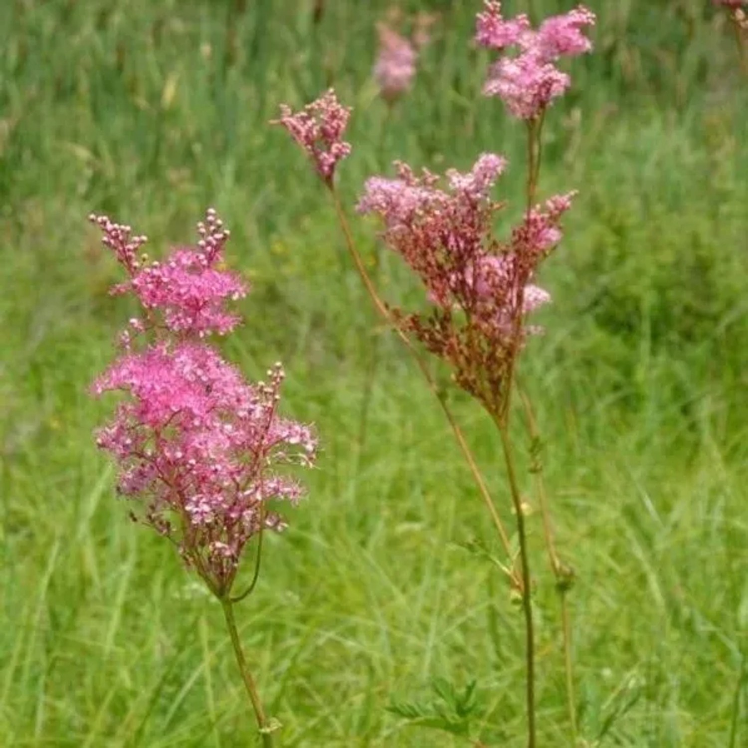 6 x Mädesüß Filipendula purpurea Topf 9cm Rosa Blüten