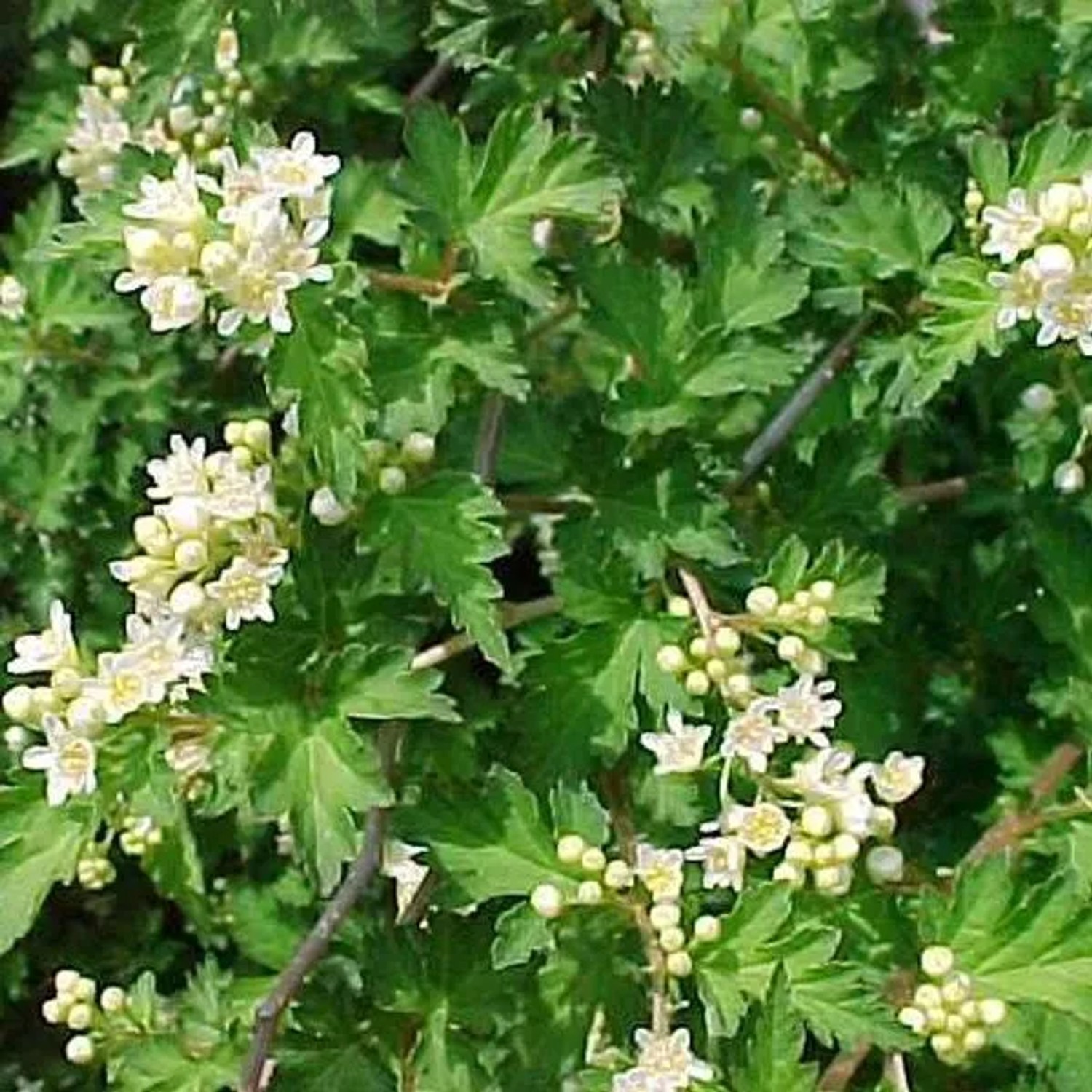 6x Kranzspiere 'Crispa' Stephanandra incisa Topf 9 cm Bodendeckend