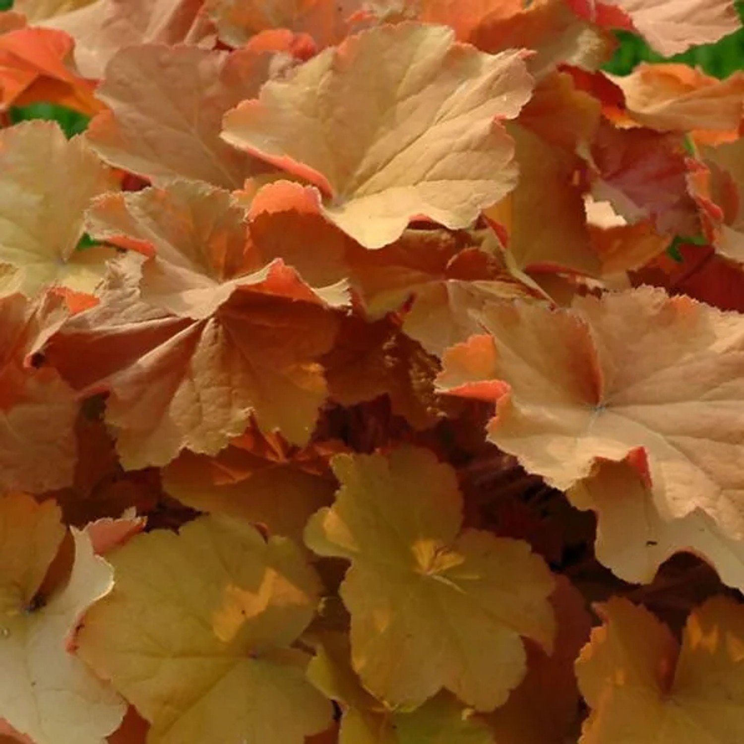 6 x Purpurglöckchen 'Caramel' Heuchera Topf 9cm Karamellfarbenes Laub