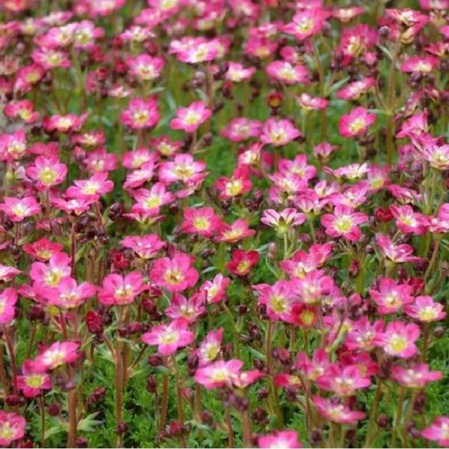 6 x Moos-Steinbrech 'Pixie' Saxifraga Topf 9cm Beetrandpflanze
