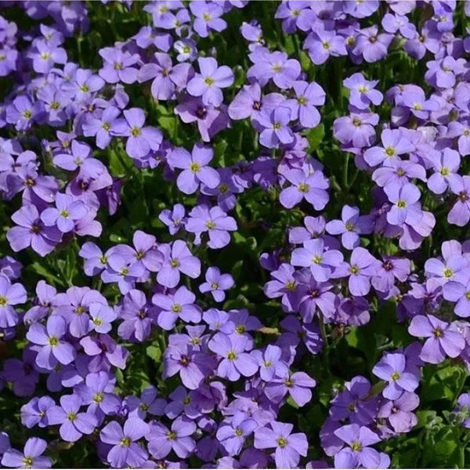 6 x Blaukissen 'Cascade Blue' Aubrieta Topf 9cm Immergrün