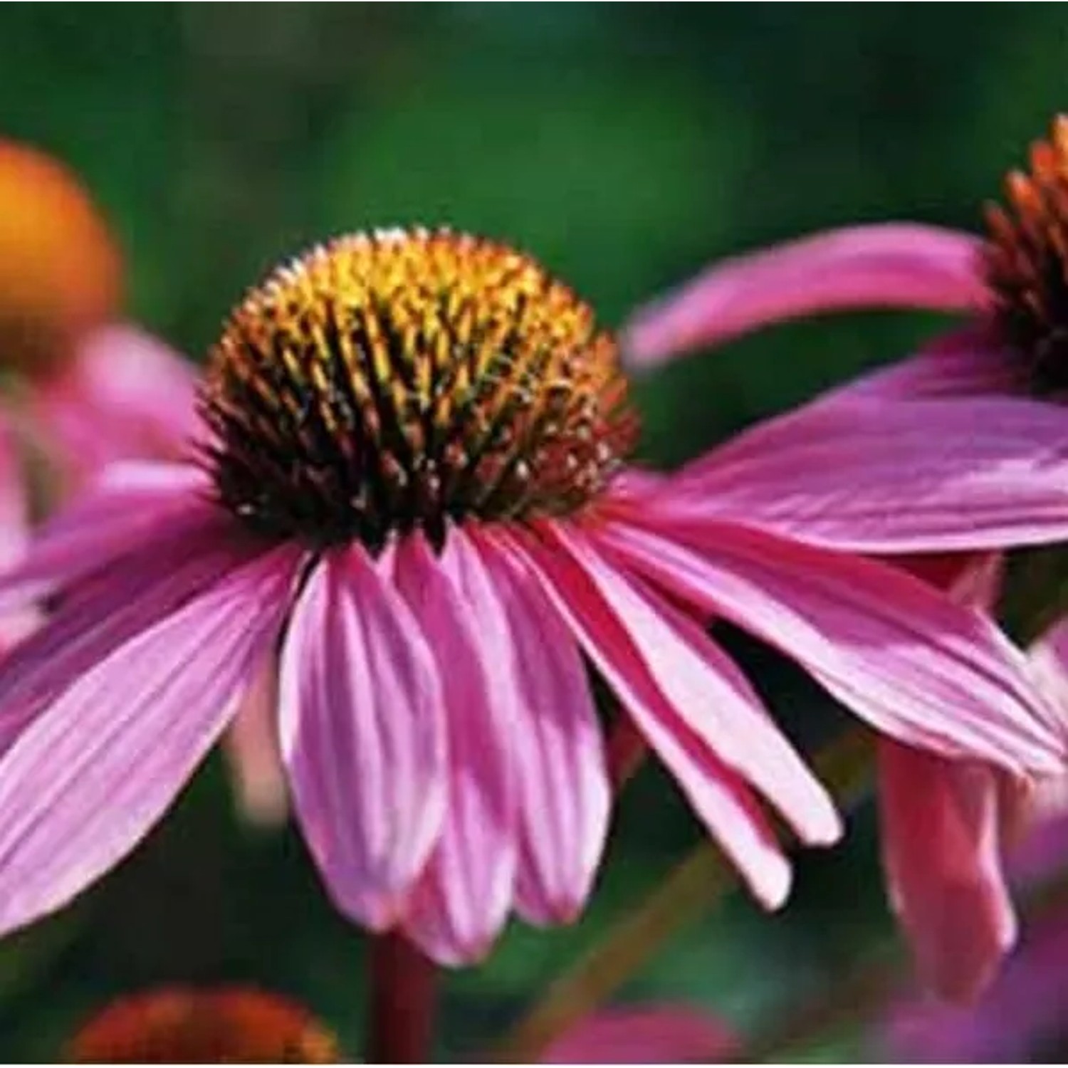 6 x Scheinsonnenhut 'Leuchtstern' Echinacea purpurea Topf 9cm Purpurrosa Blüten