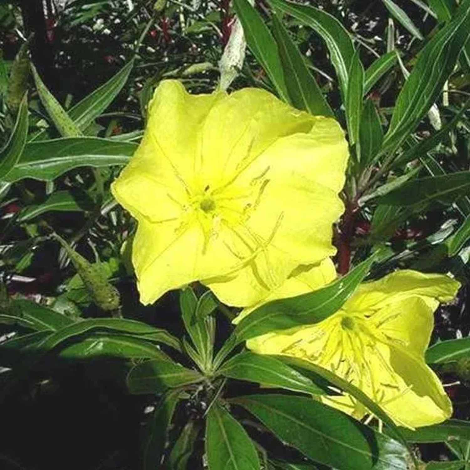 6 x Missouri-Nachtkerze Oenothera macrocarpa Topf 9cm Leuchtend Gelbe Blüten