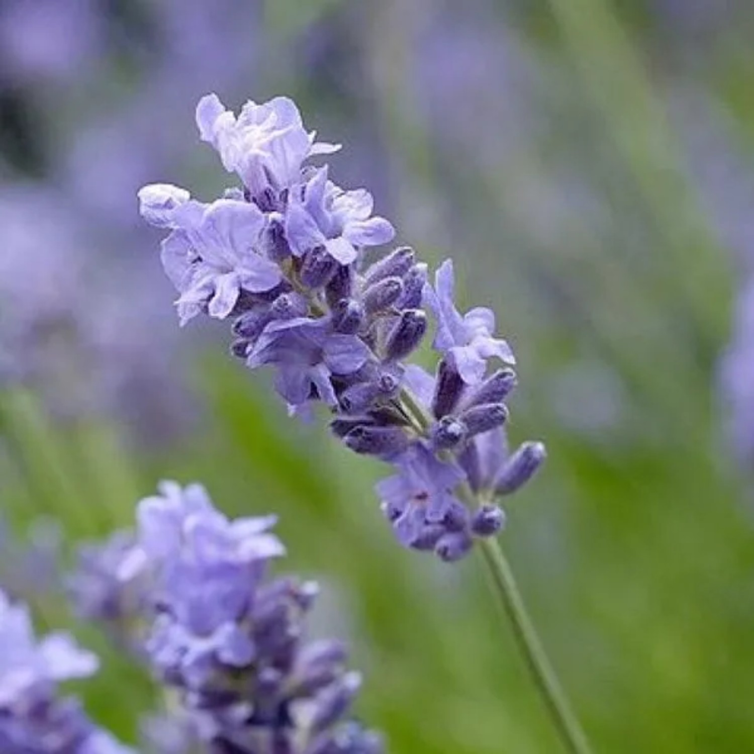 6 x Lavendel 'Munstead' Lavandula angustifolia Topf 9cm Duftende Blüten