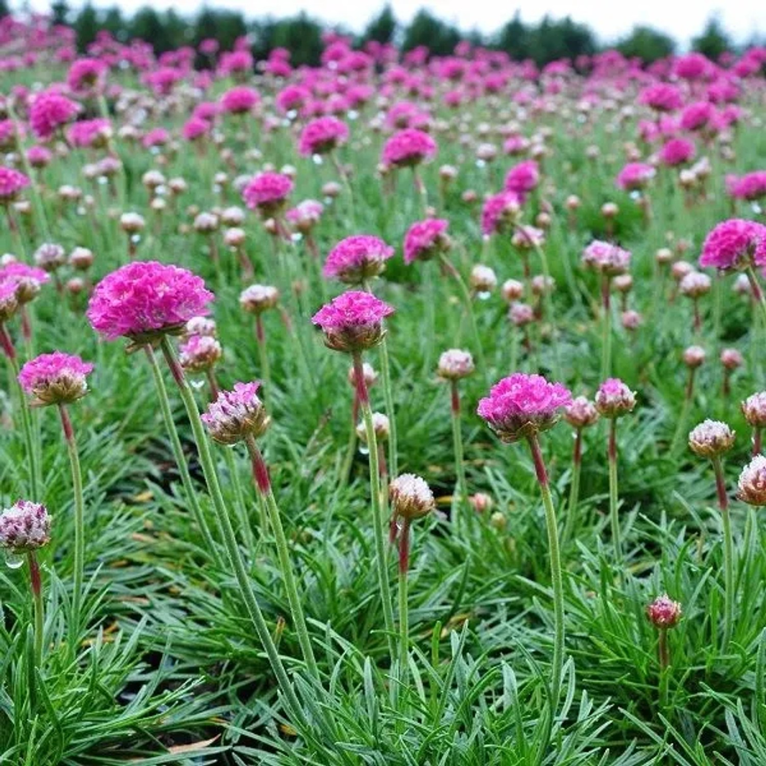 6 x Grasnelke 'Düsseldorfer Stolz' Armeria Topf 9cm Schmetterlingspflanze