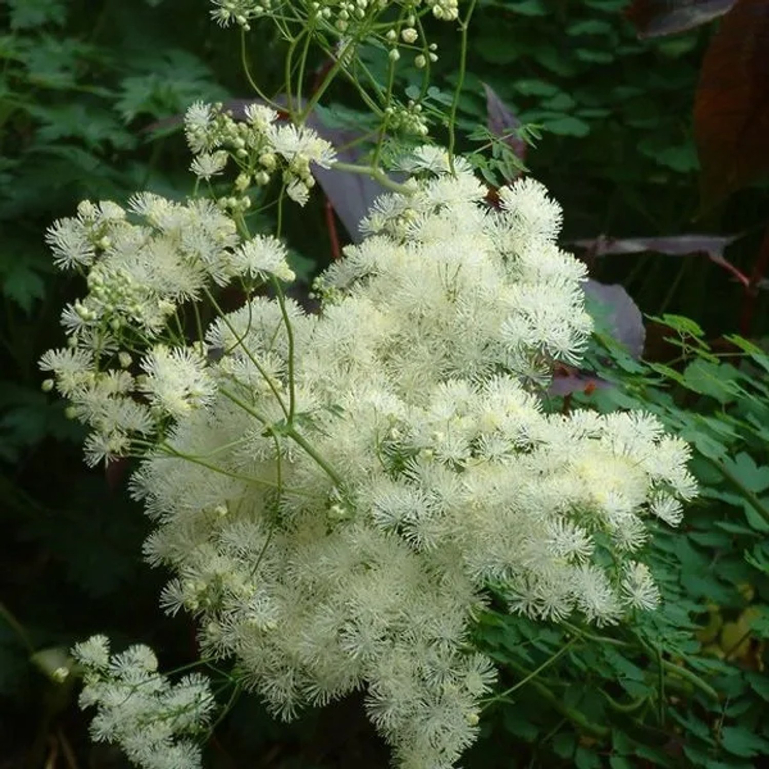 6 x Wiesenraute 'Album' Thalictrum aquilegiifolium Topf 9cm Weiße Blüten
