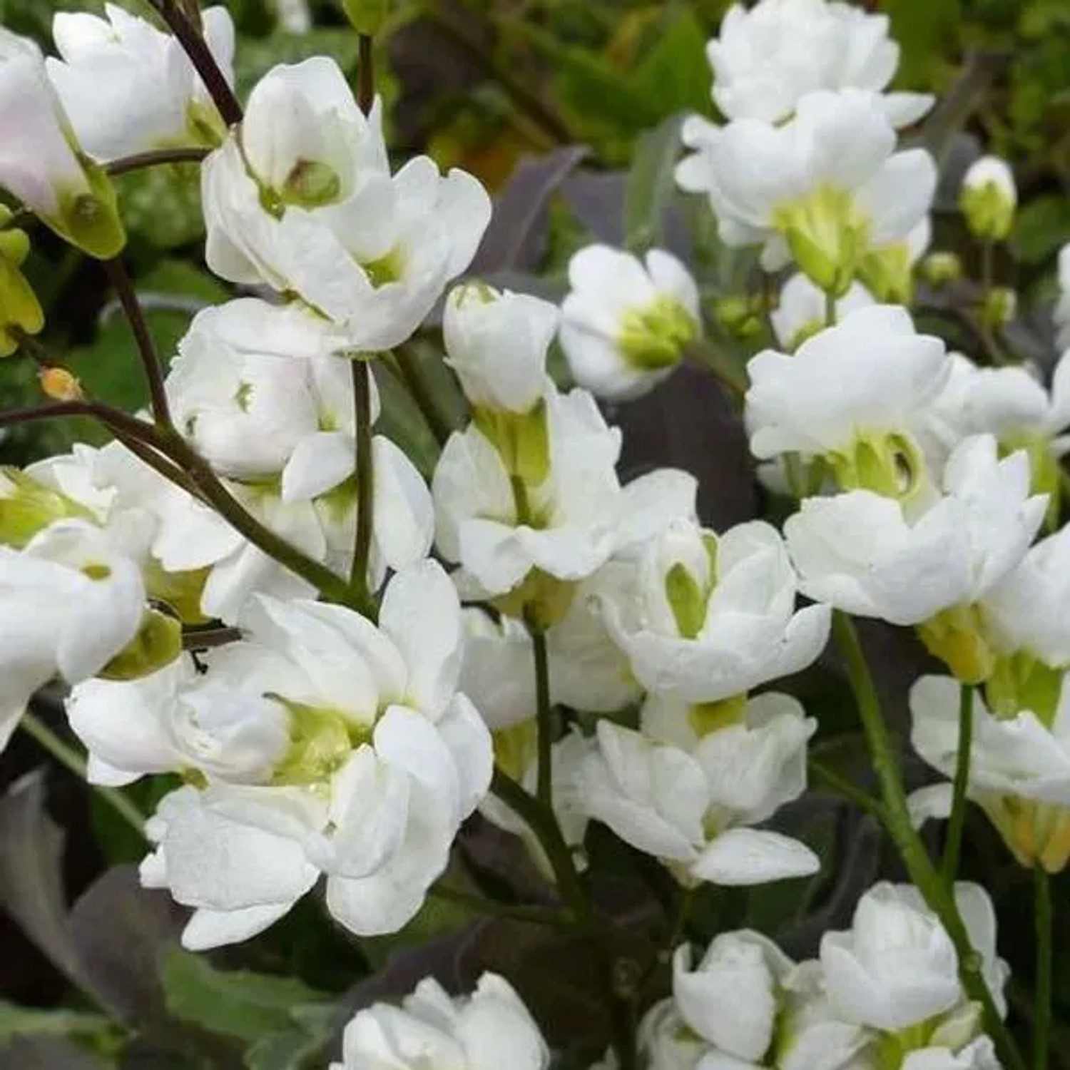 6 x Gänsekresse 'Bakkely' Arabis caucasica Topf 9cm Beetrandpflanze