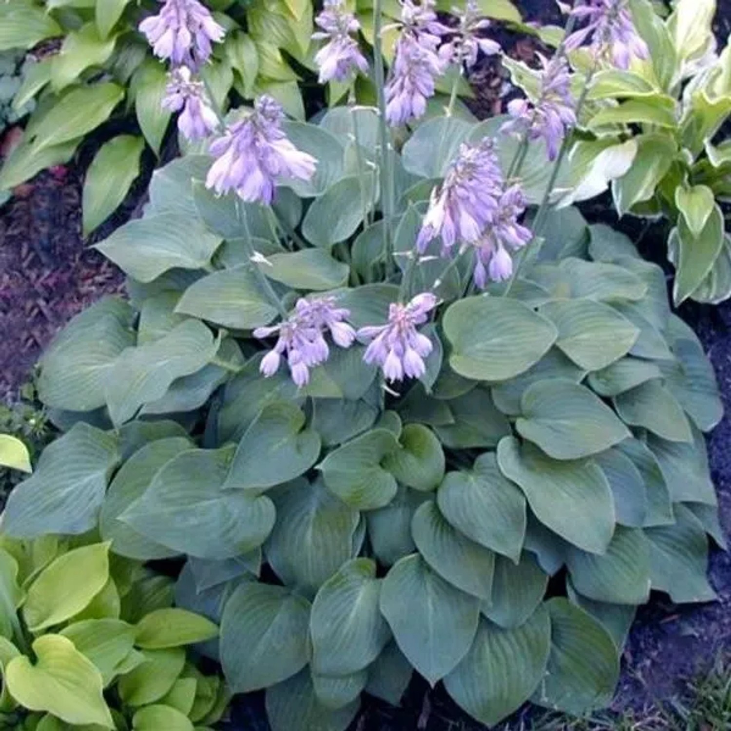 6 x Funkie 'Blue Cadet' Hosta Topf 9cm Blaugrünes Laub