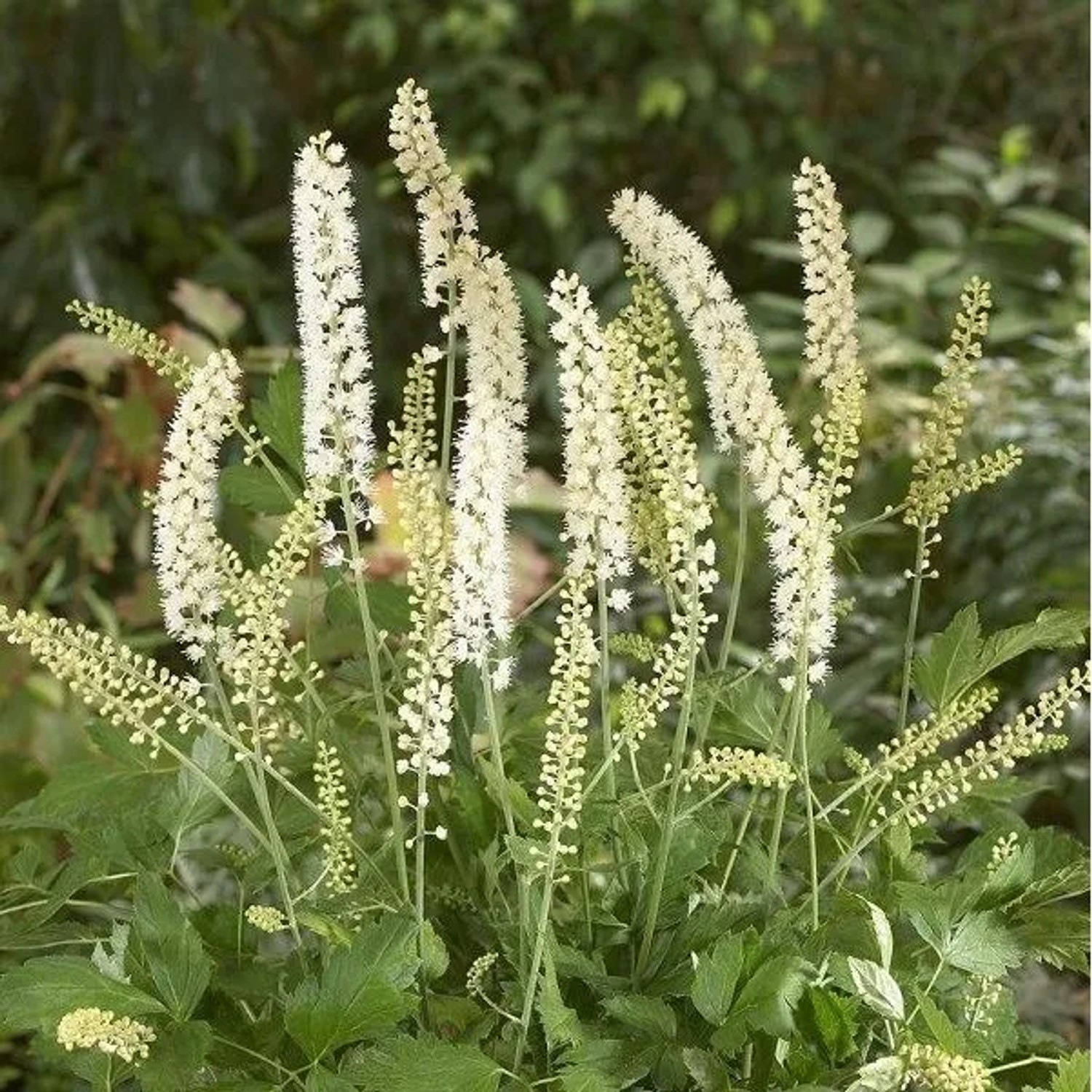 6 x Silberkerze 'White Pearl' Actaea Simplex Topf 9cm Herbstblüher