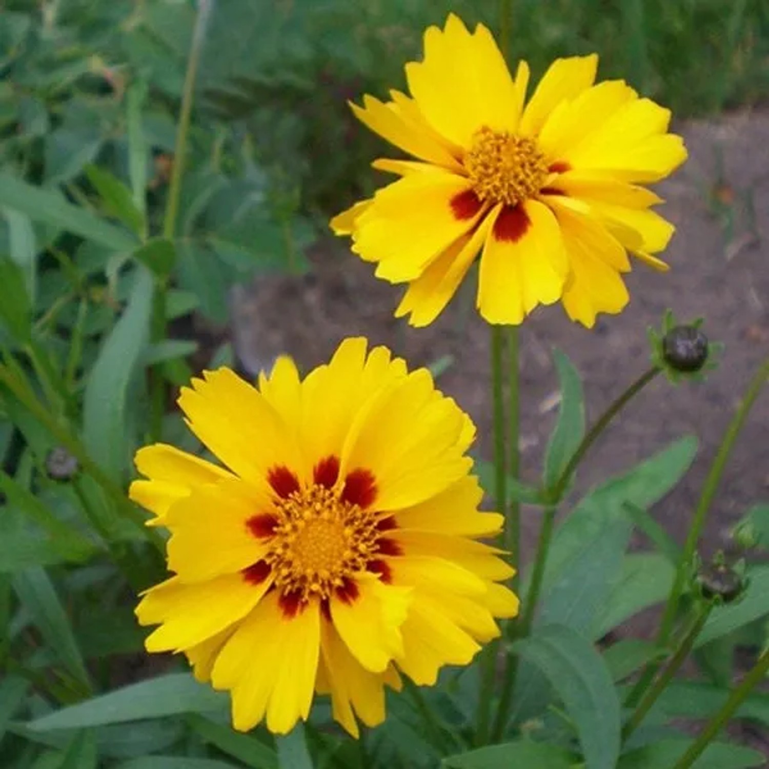 6 x Mädchenauge 'Badengold' Coreopsis grandiflora Topf 9cm Goldgelbe Blüten