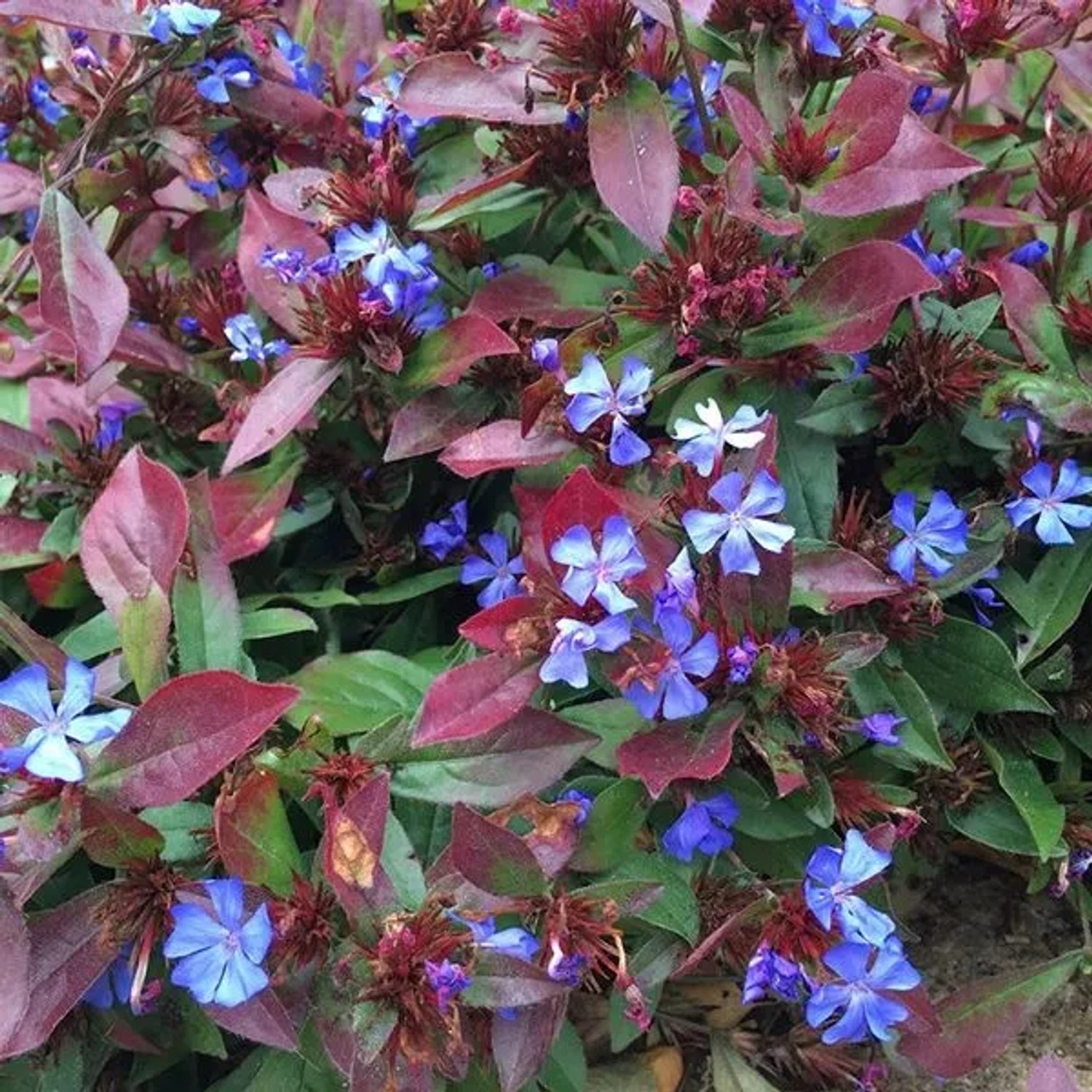 6 x Chinesische Bleiwurz Ceratostigma plumbaginoides Topf 9cm Azurblaue Blüten