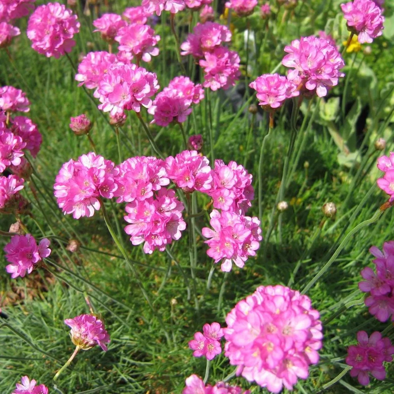 6 x Grasnelke 'Splendens Perfecta' Armeria maritima Topf 9cm Immergrün