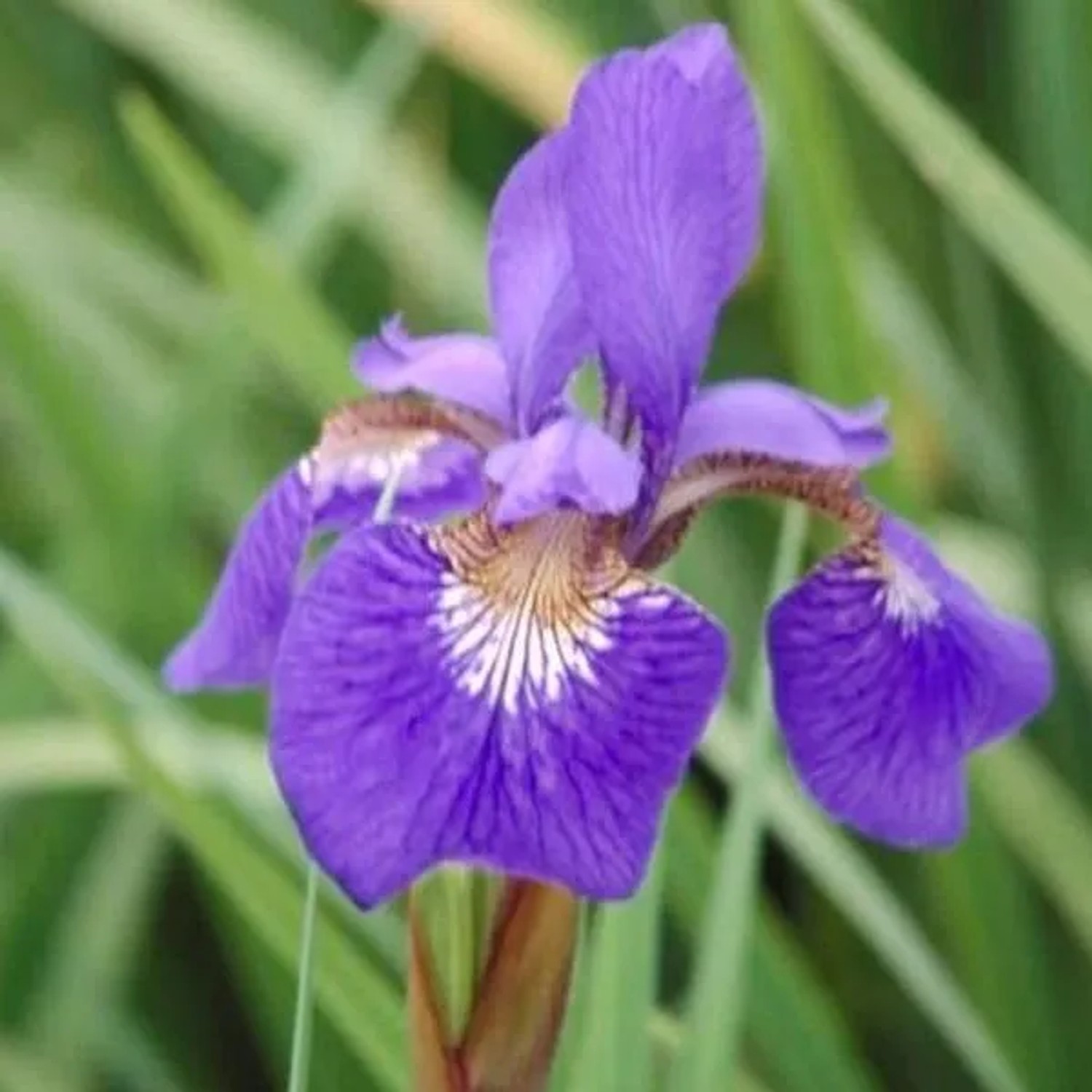 6 x Schwertlilie 'Blue King' Iris Topf 9cm Blau Blühend