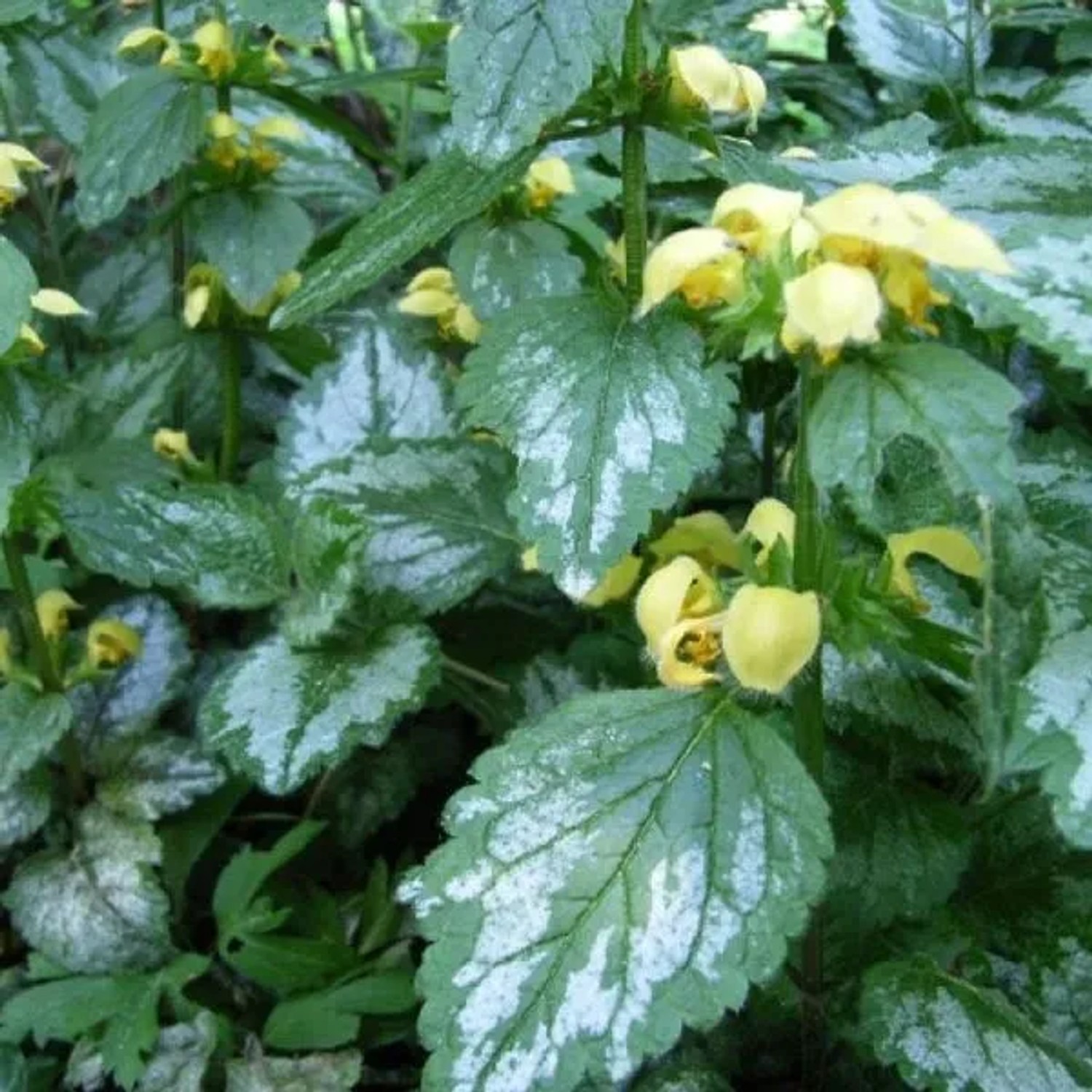 6 x Goldnessel 'Florentinum' Lamiastrum Galeobdolon Topf 9cm Bodendeckend