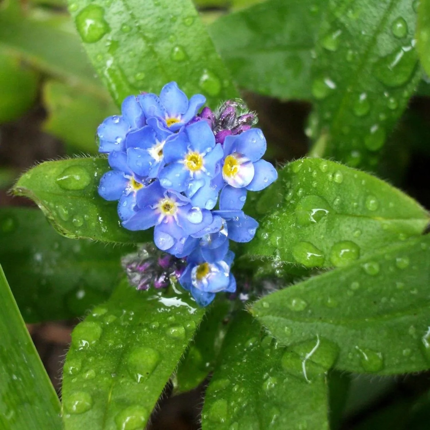 6 x Sumpf-Vergissmeinnicht Myosotis palustris Topf 9cm Blaue Blüten